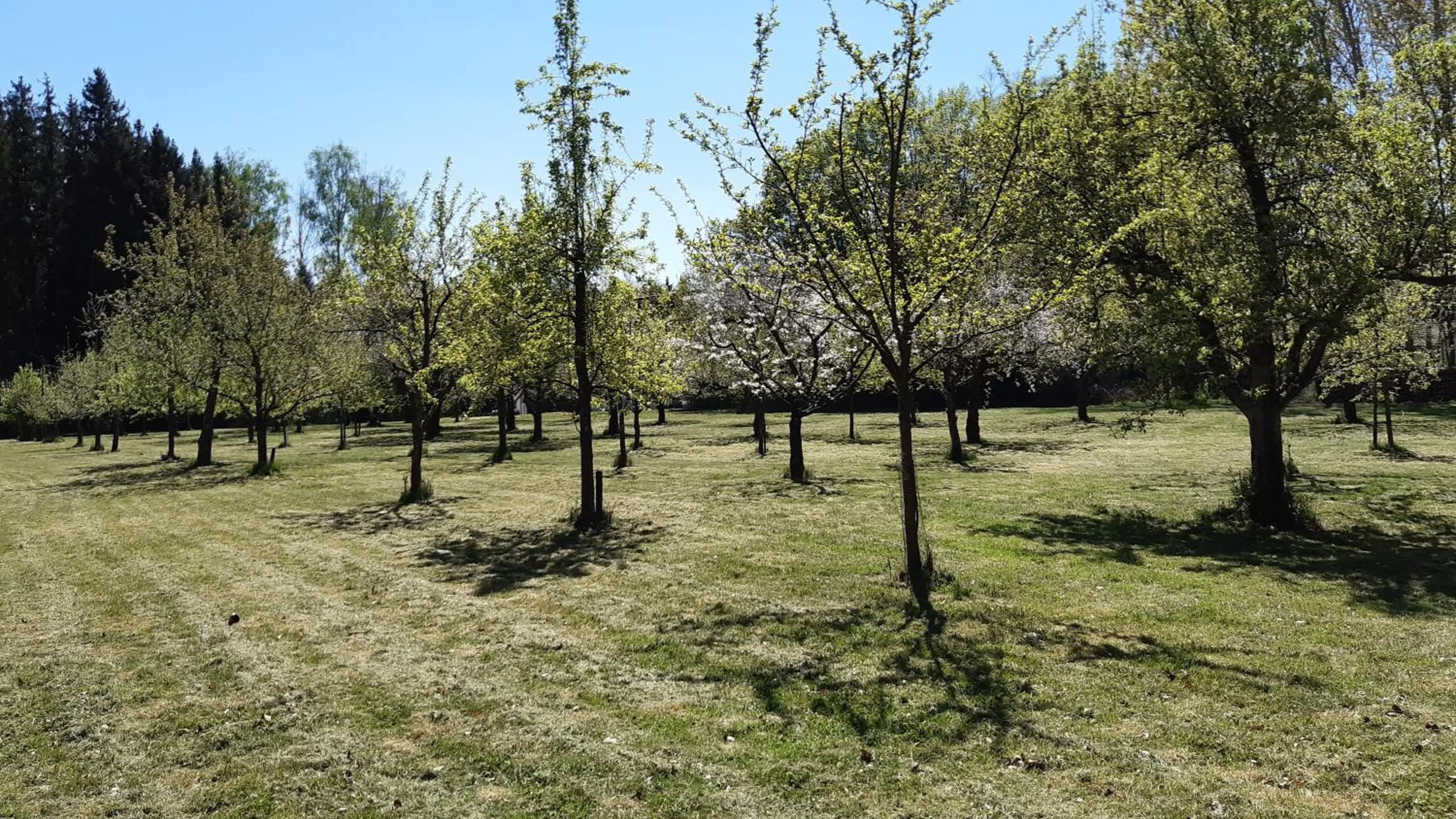 Spring in Waldhotel Rainau