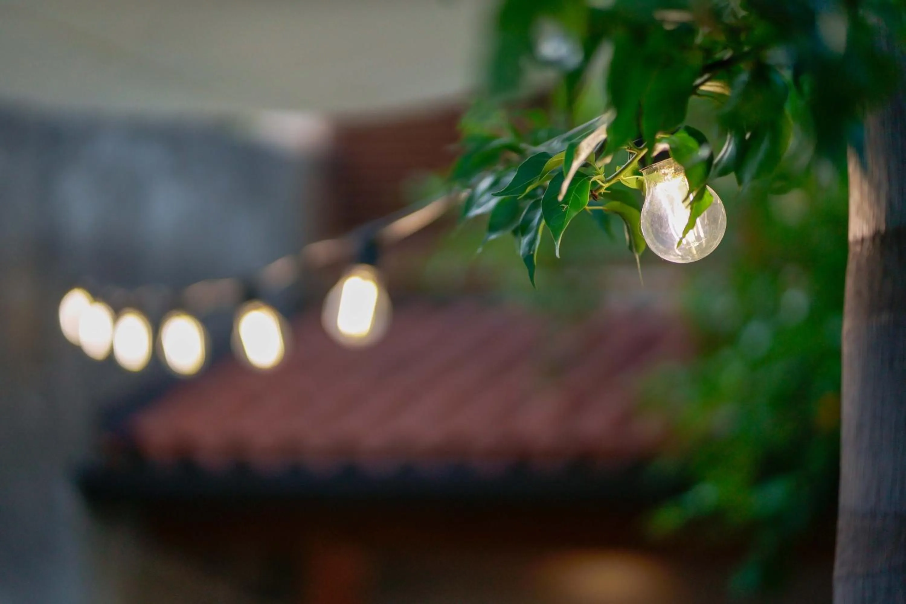 Garden in Antico Frantoio Cairoli B&B Exclusive Room