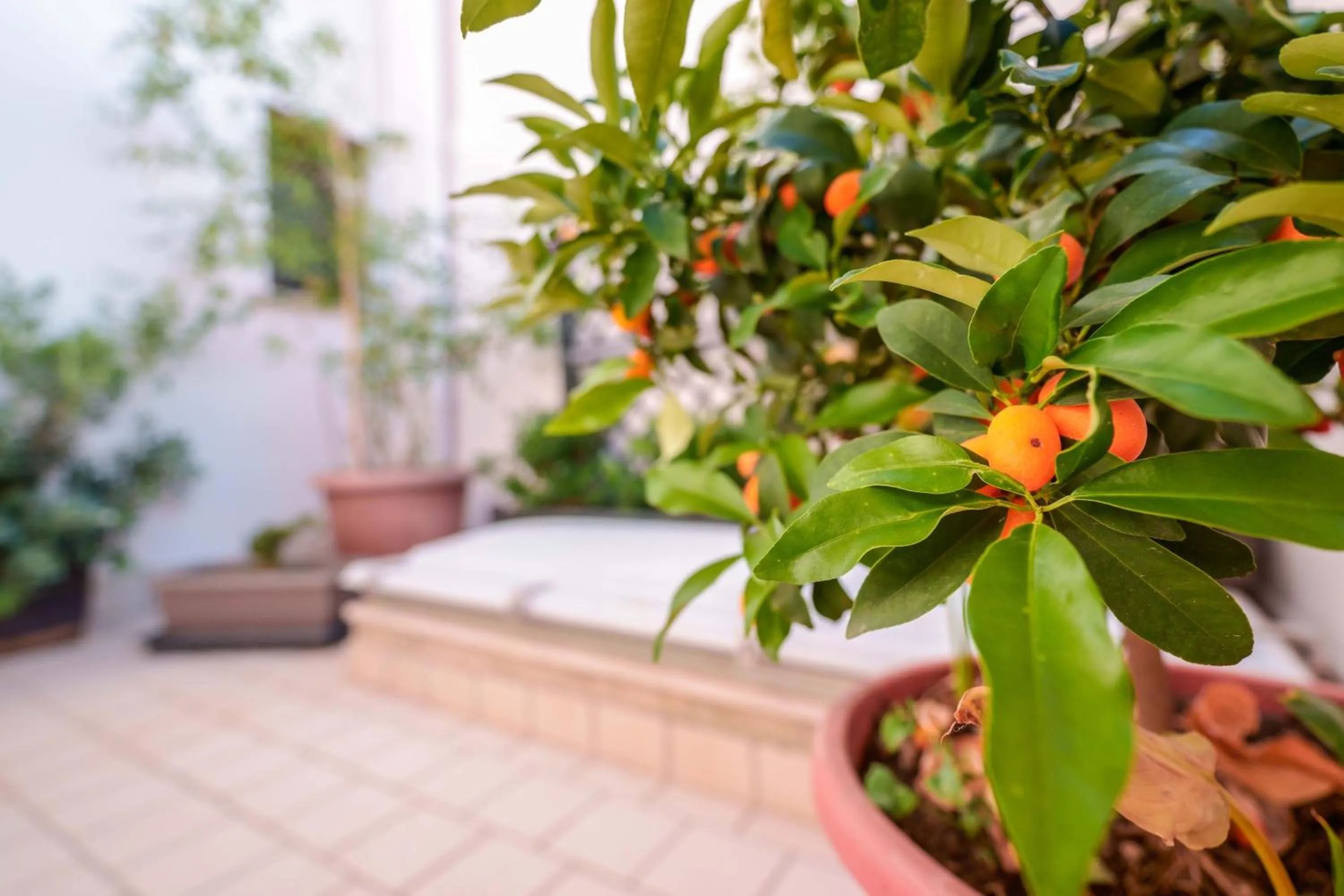 Garden in Antico Frantoio Cairoli B&B Exclusive Room