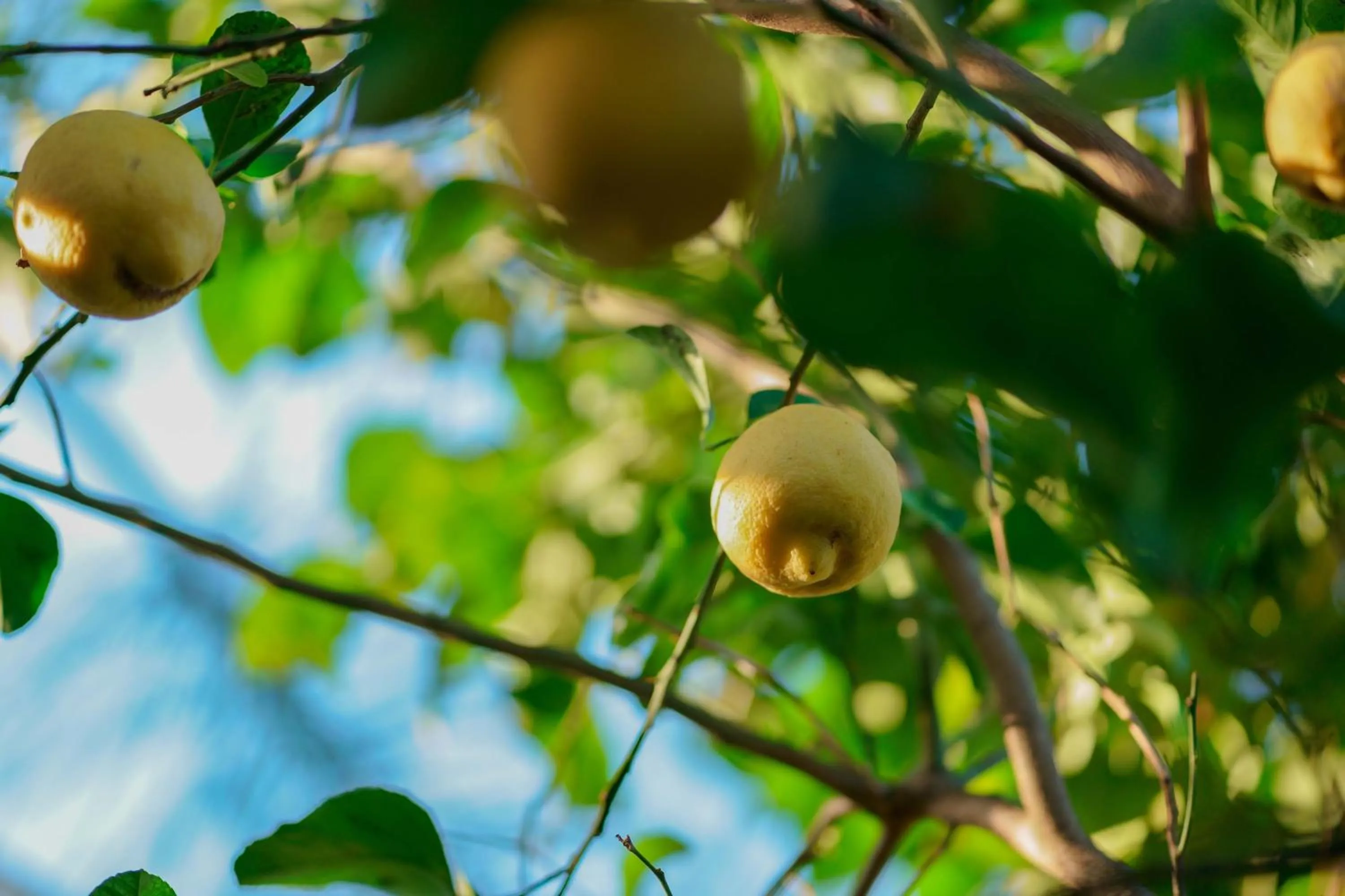 Garden in Antico Frantoio Cairoli B&B Exclusive Room