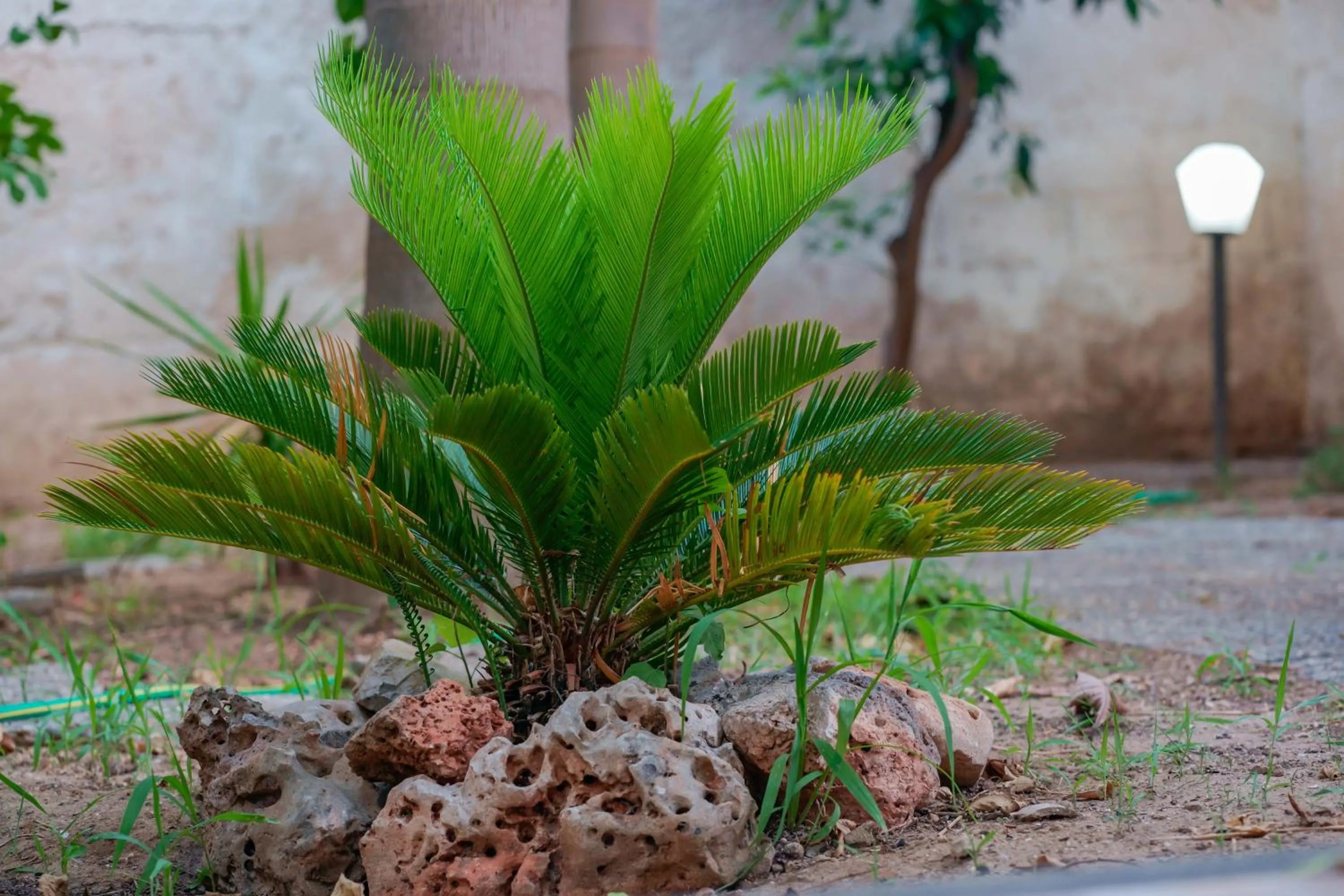 Garden in Antico Frantoio Cairoli B&B Exclusive Room
