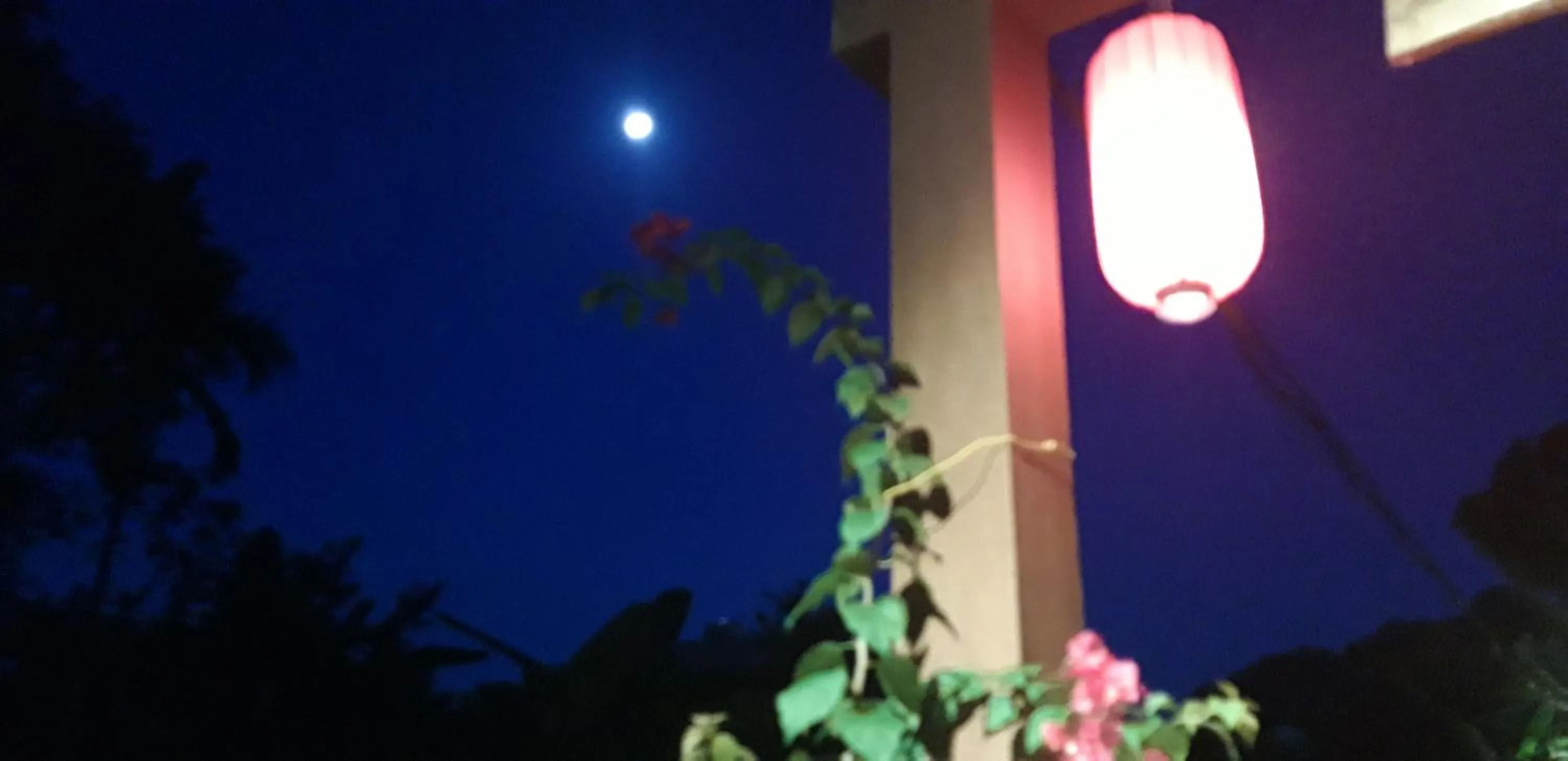 Garden in Carambola Bungalow