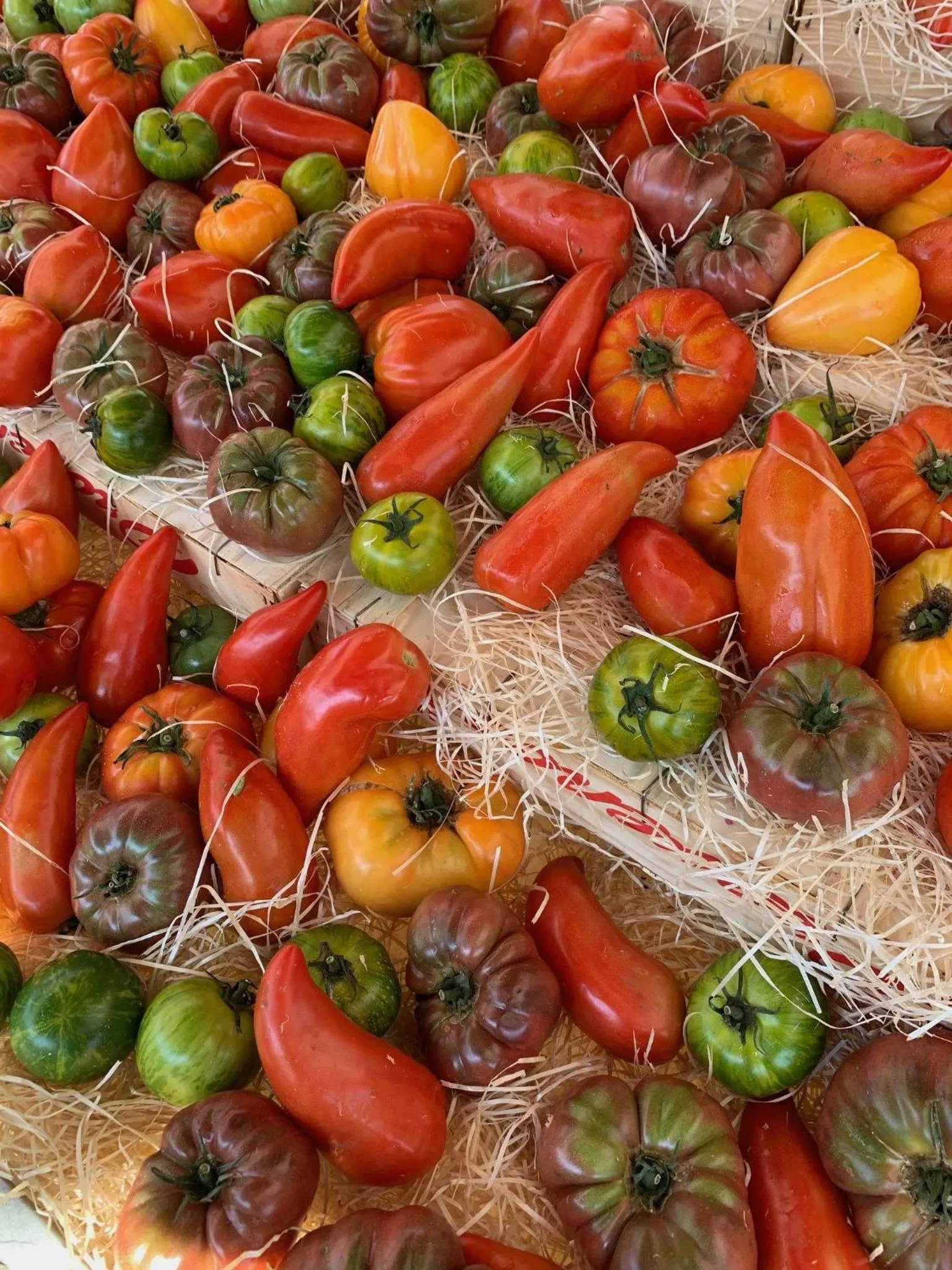 Other in La Cigale Varoise - Hyères La Plage