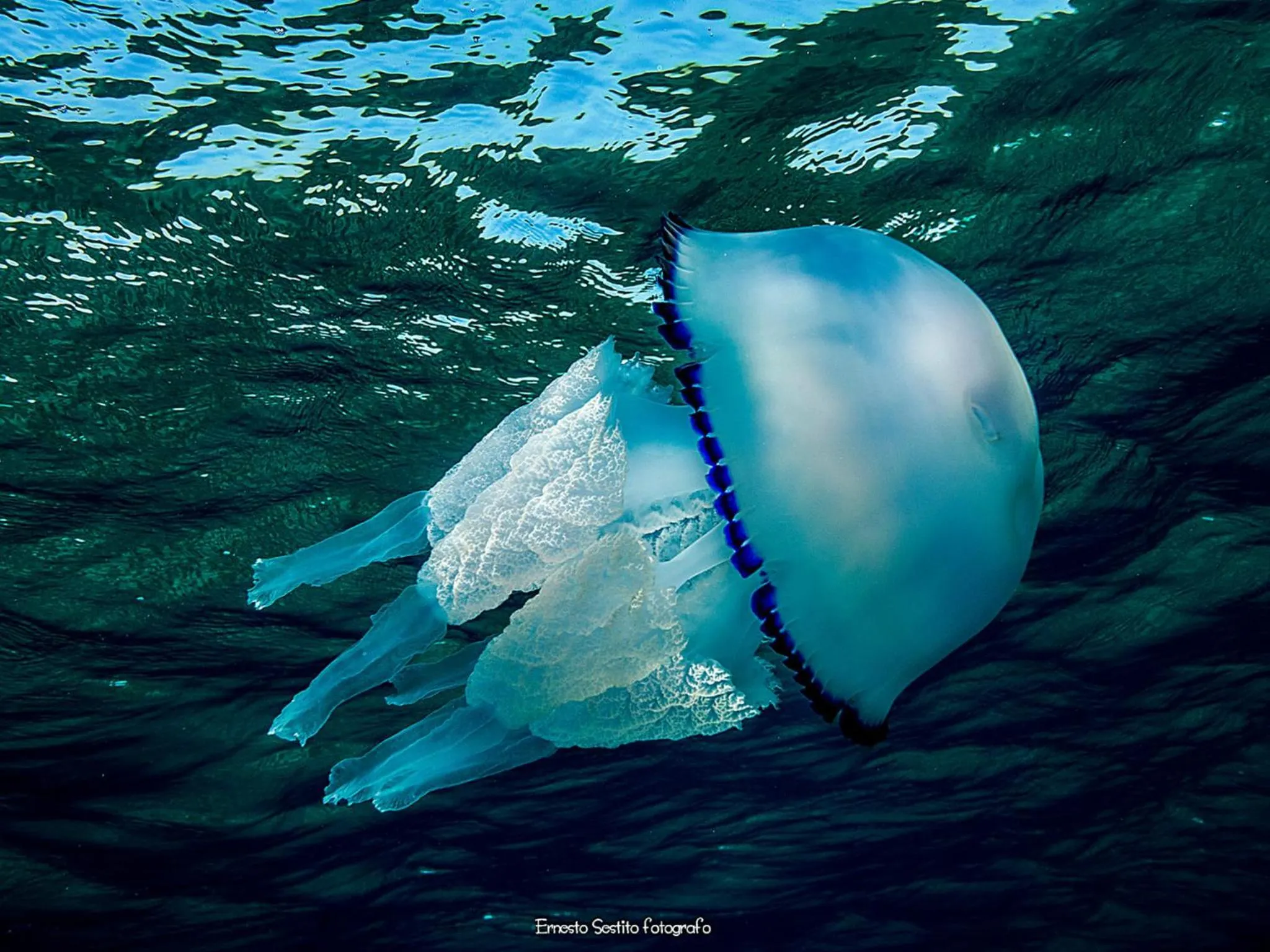 Animals in Hotel Gli Ulivi