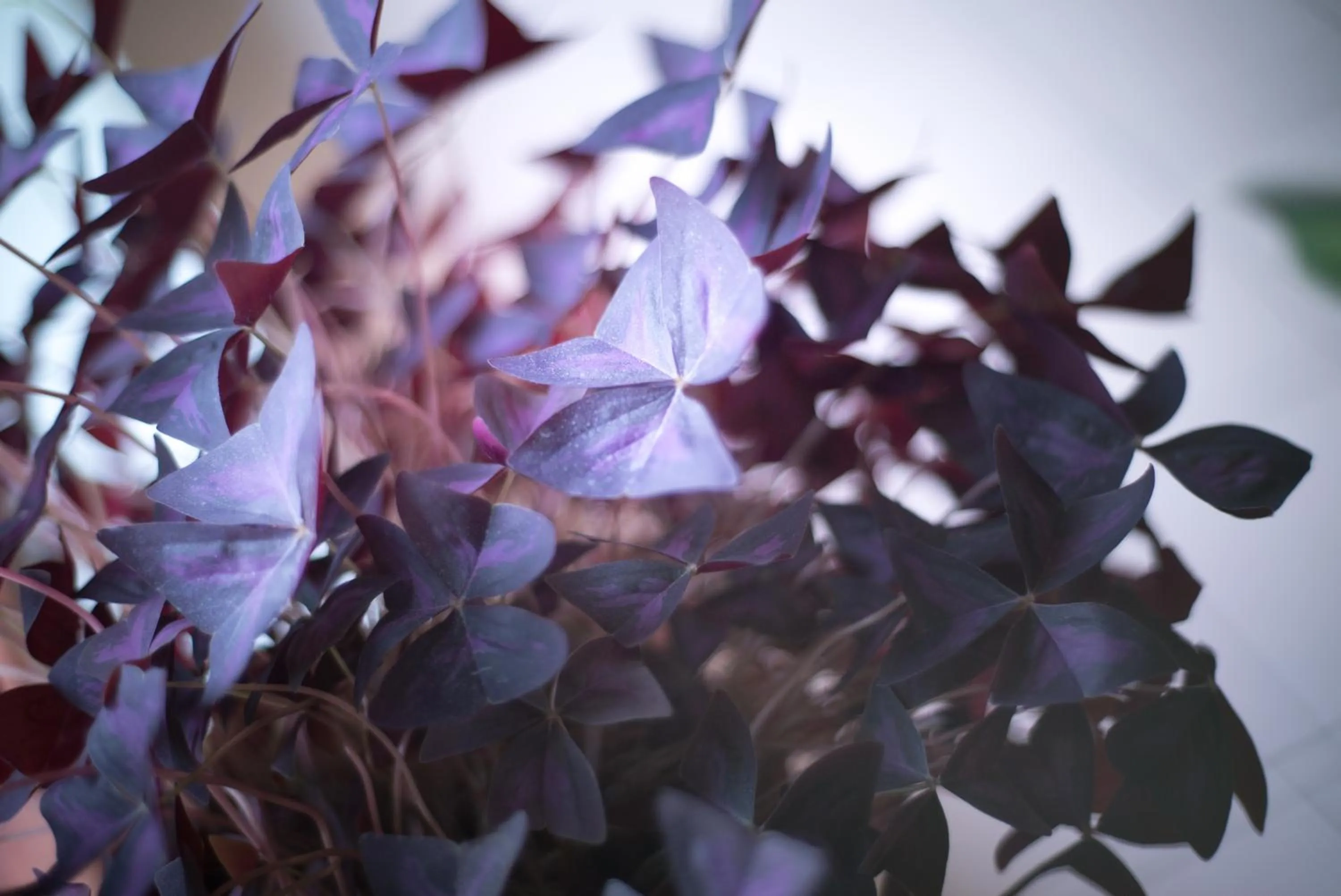Decorative detail in Hotel Austral Ushuaia