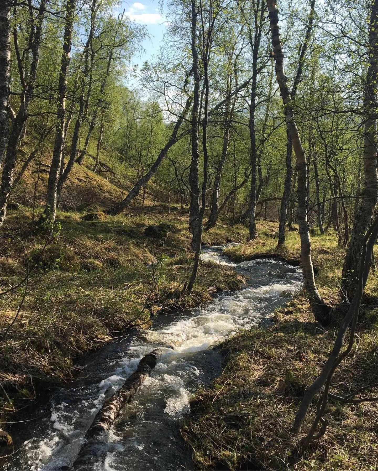 Natural landscape in STF Hemavans Fjällcenter