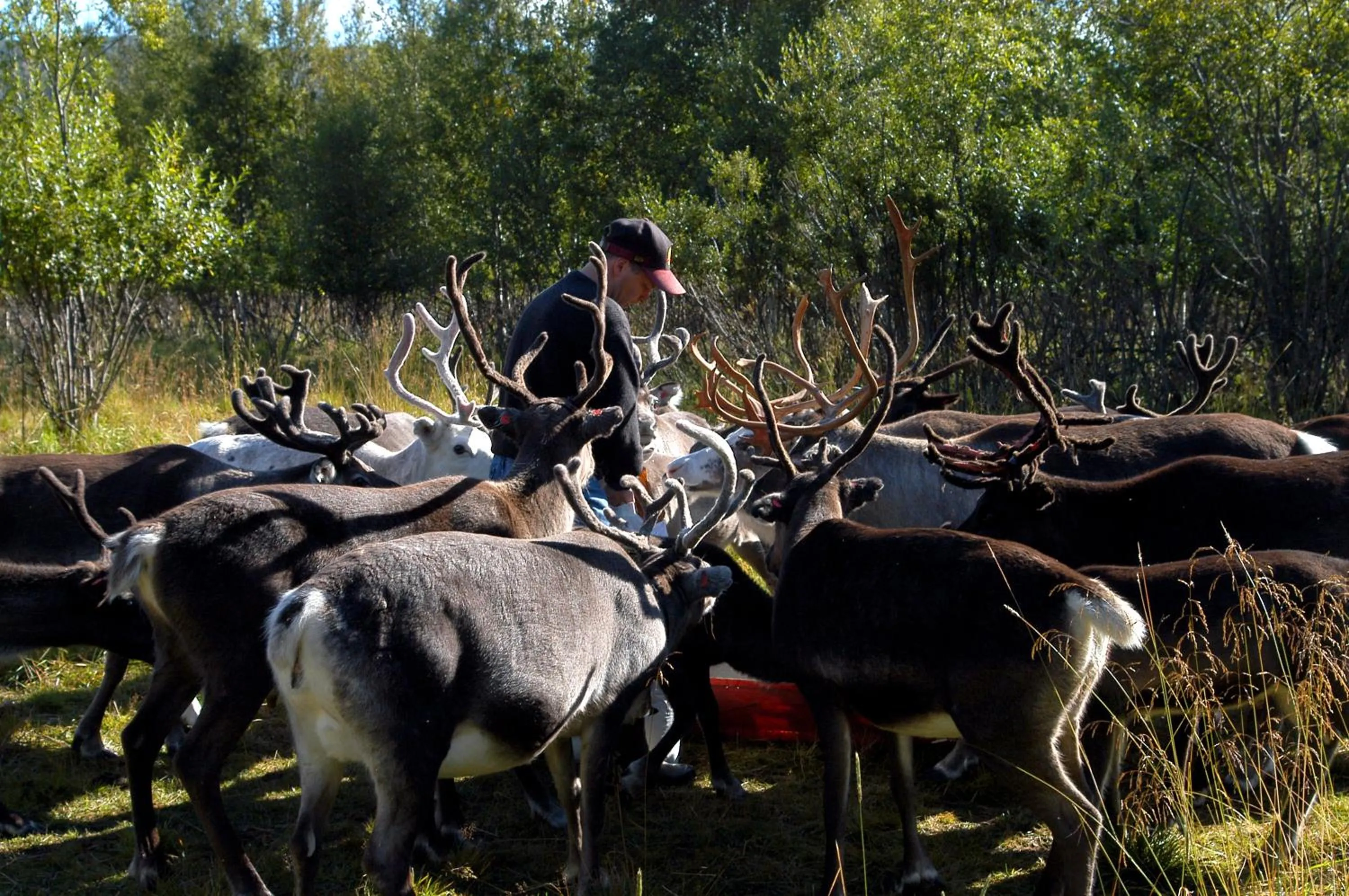 Day in STF Hemavans Fjällcenter