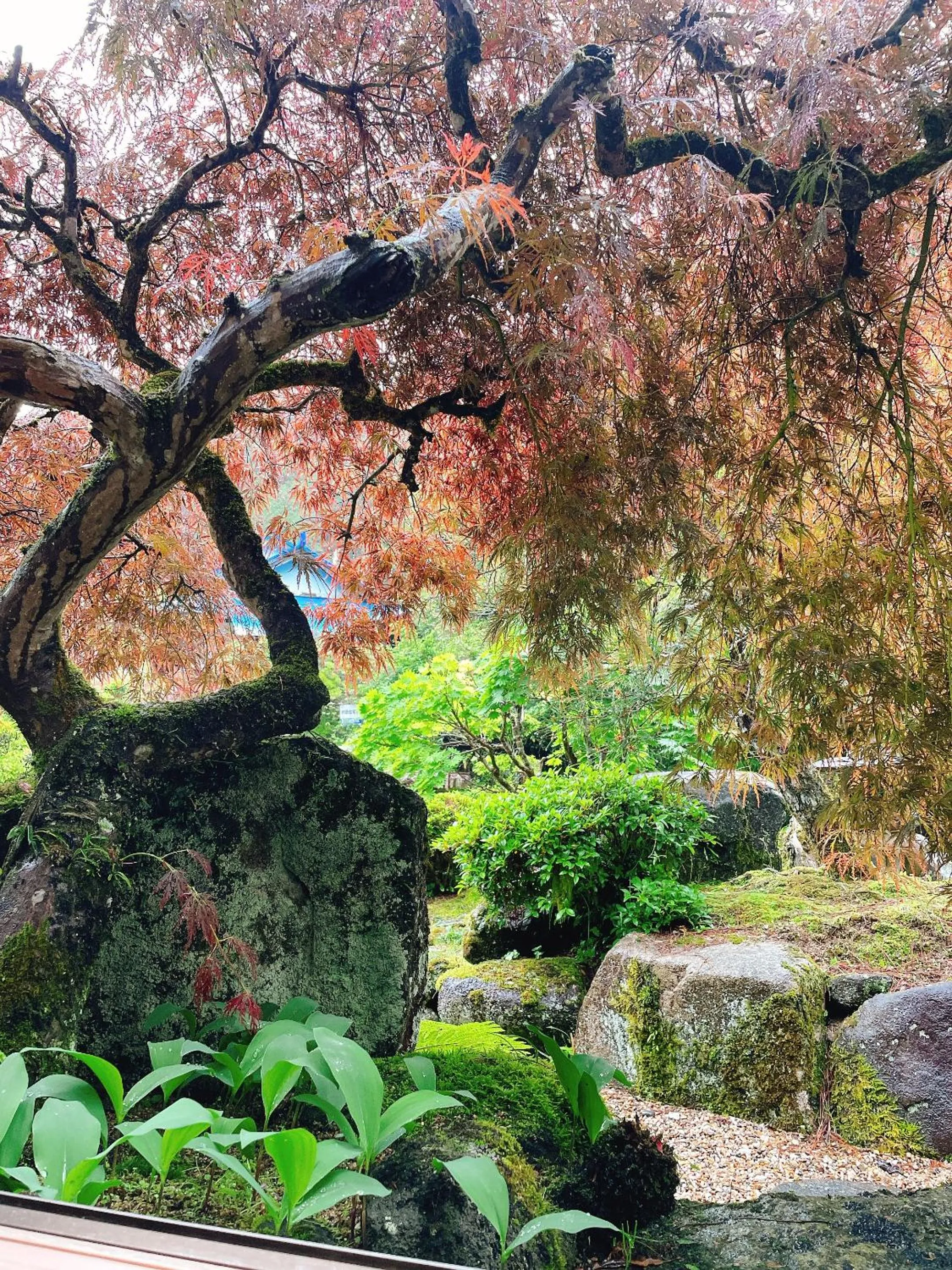 Day in Inn Unkai no Sato no Yado 民宿 雲海の里の宿