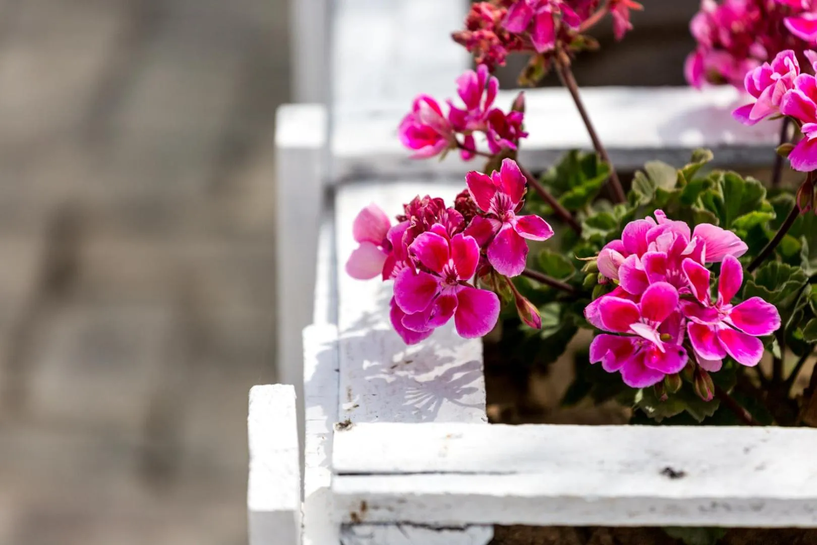 Garden in Hotel Nómadas