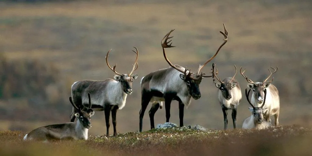 Autumn in Spidsbergseter Resort Rondane