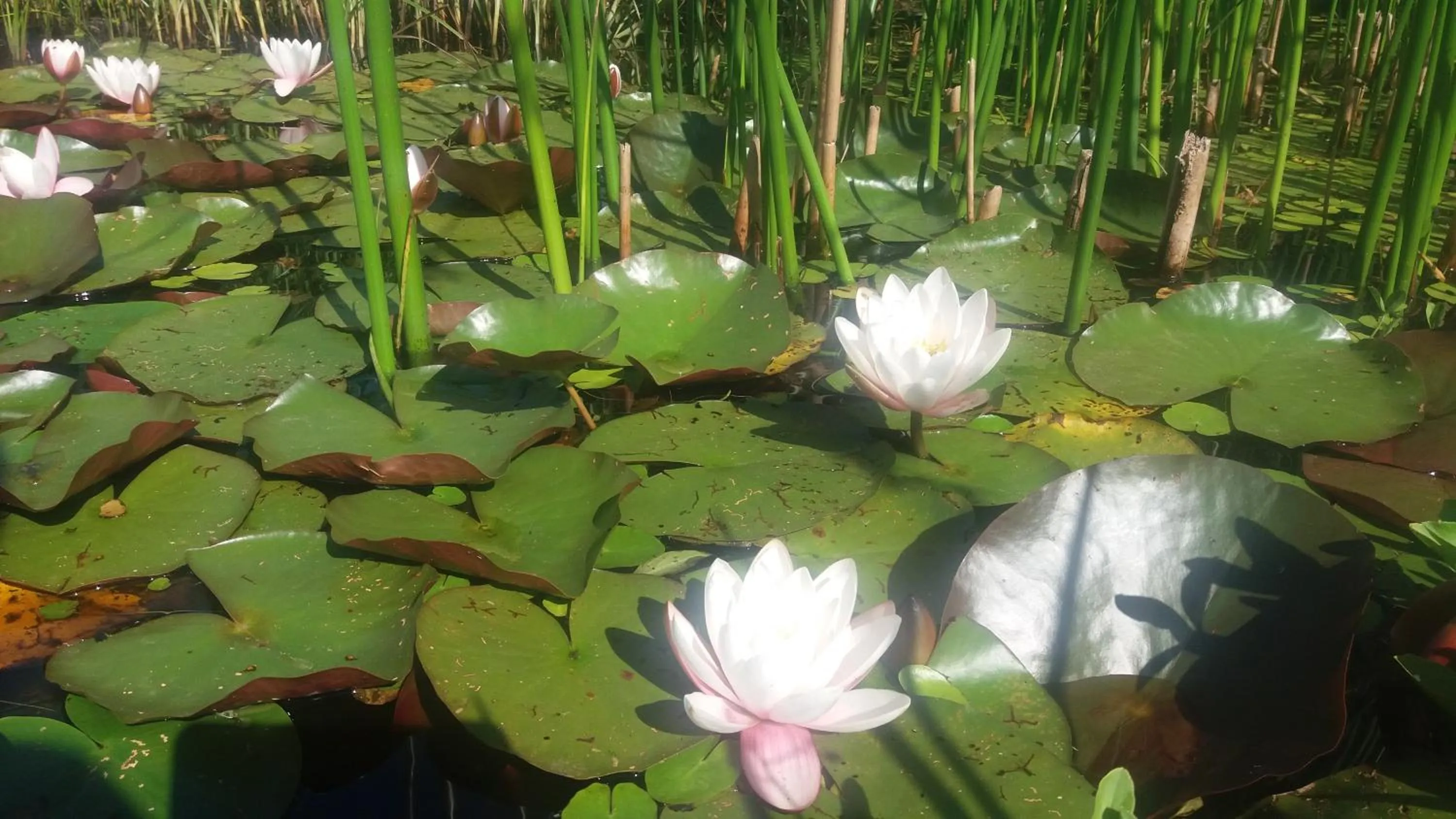 Garden in "Un matin au jardin"