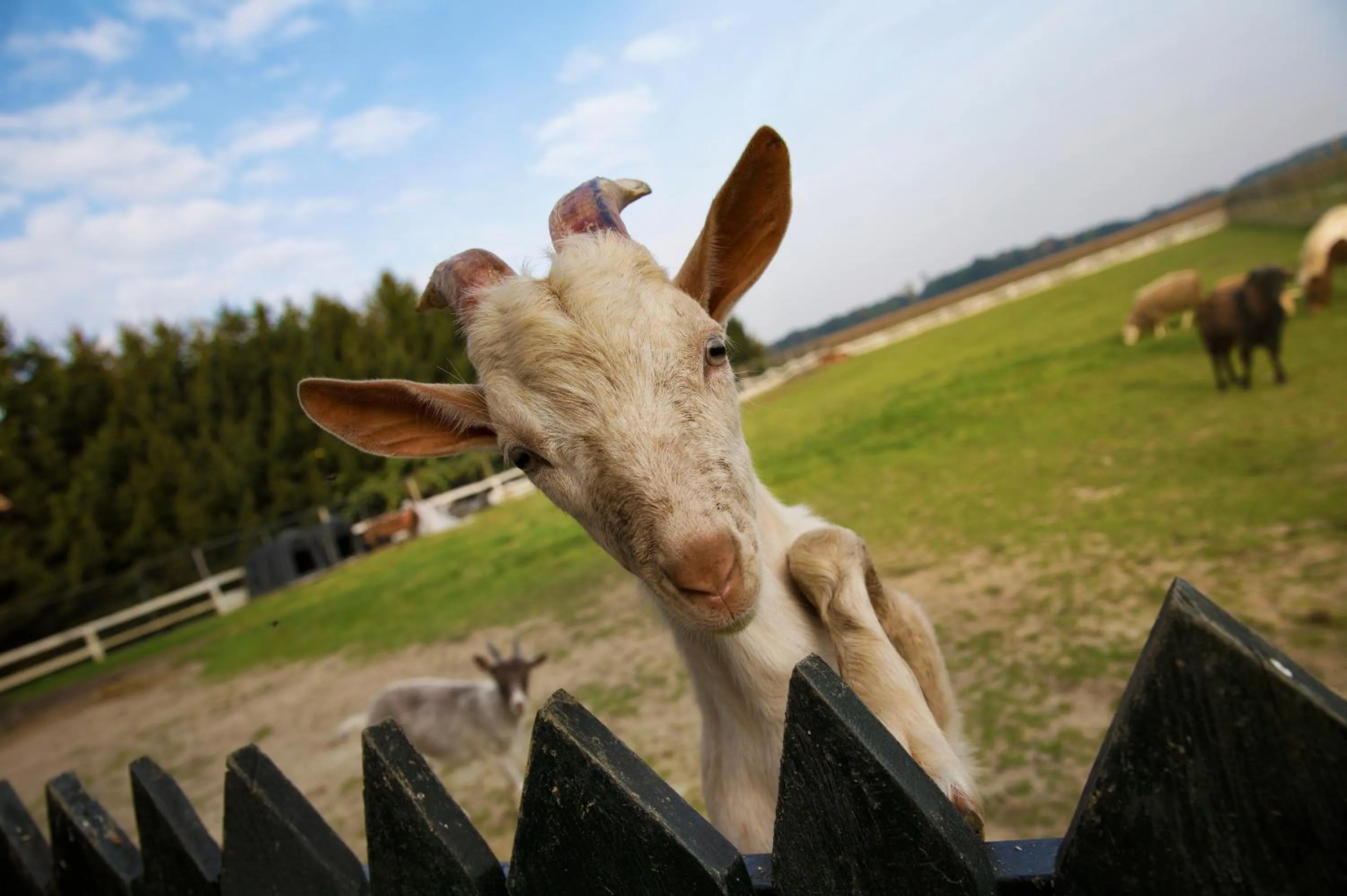 Animals in Hotel Strk