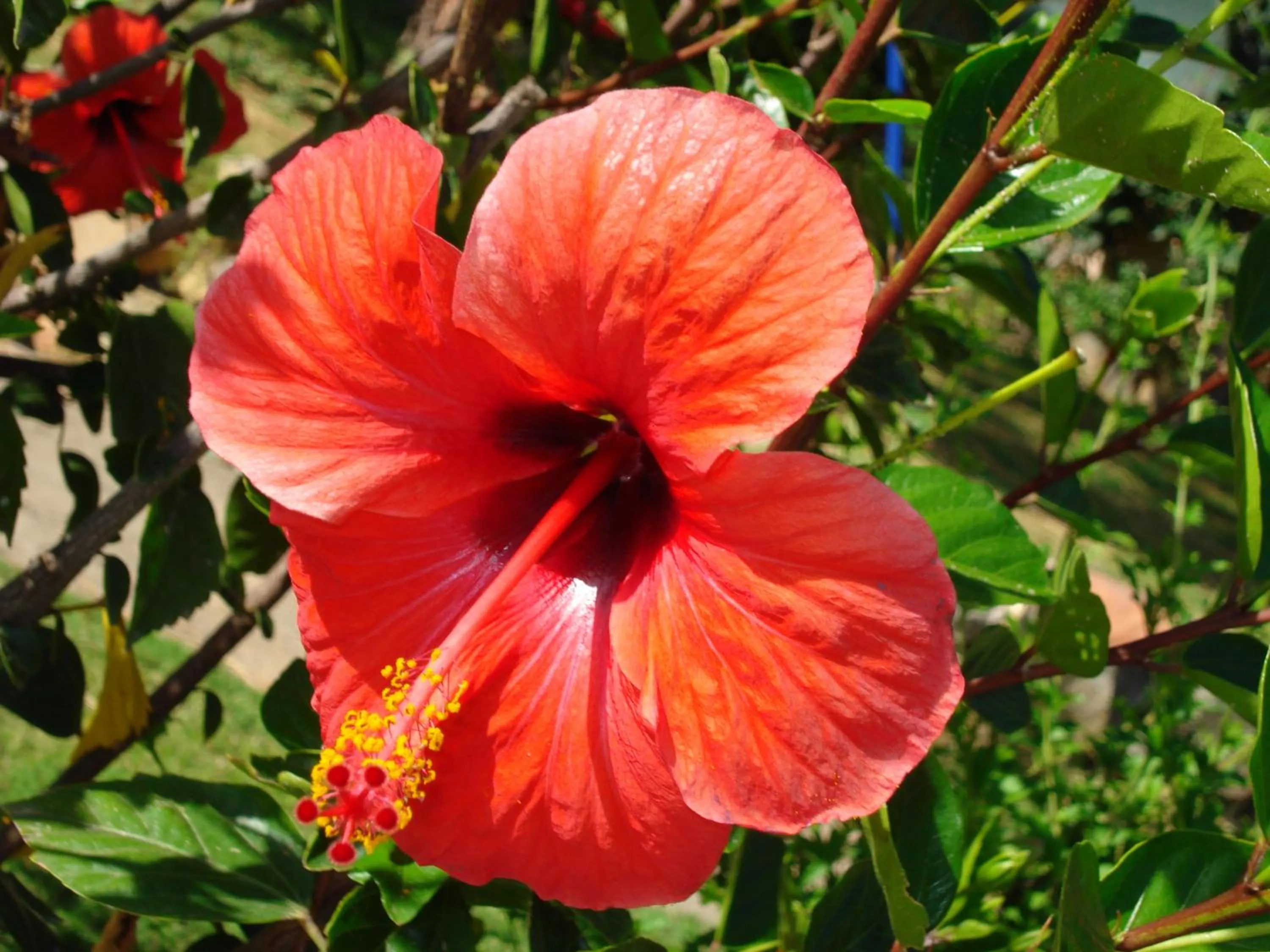 Decorative detail in Verdemare Sardegna Uno