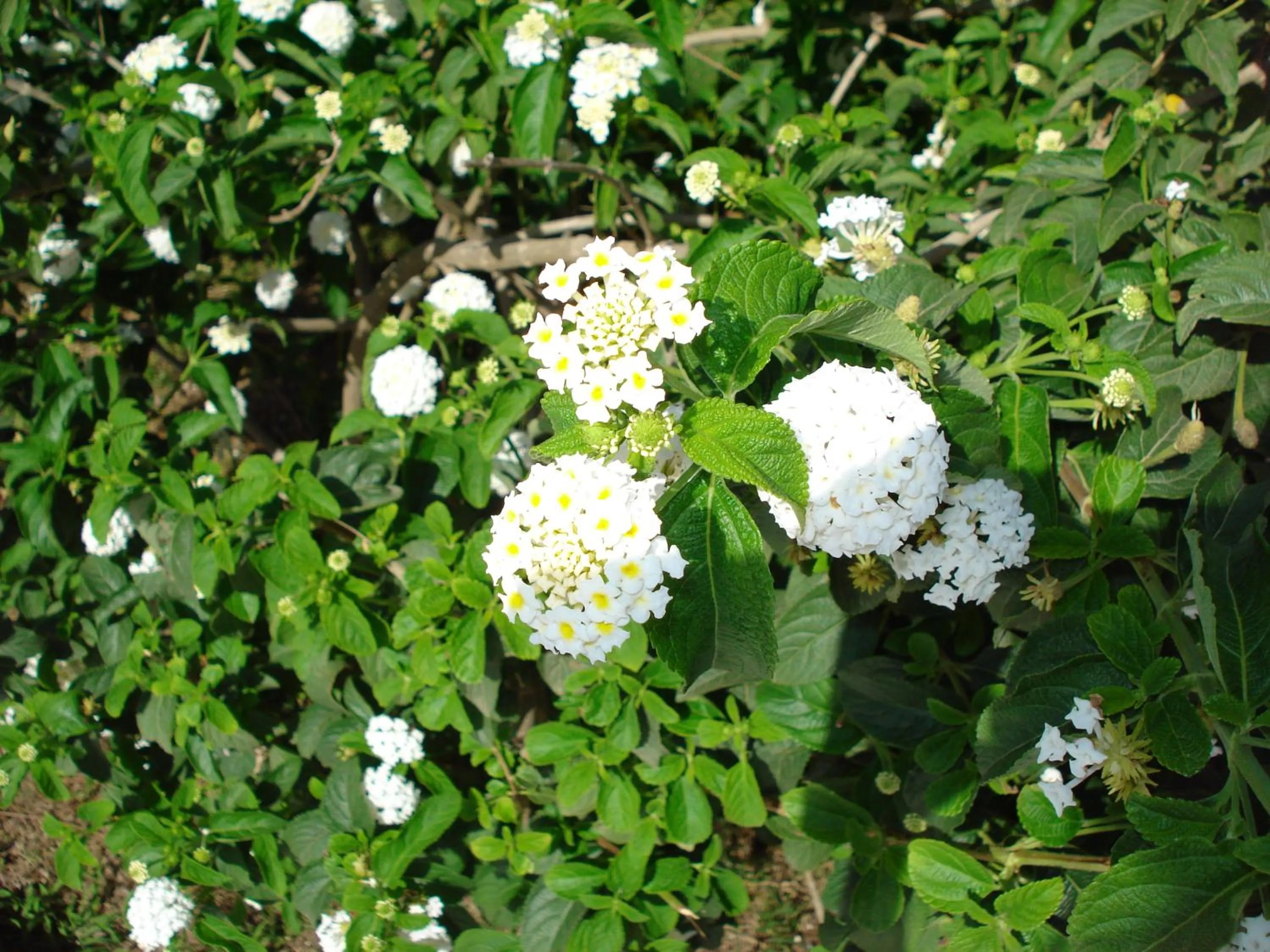 Decorative detail in Verdemare Sardegna Uno