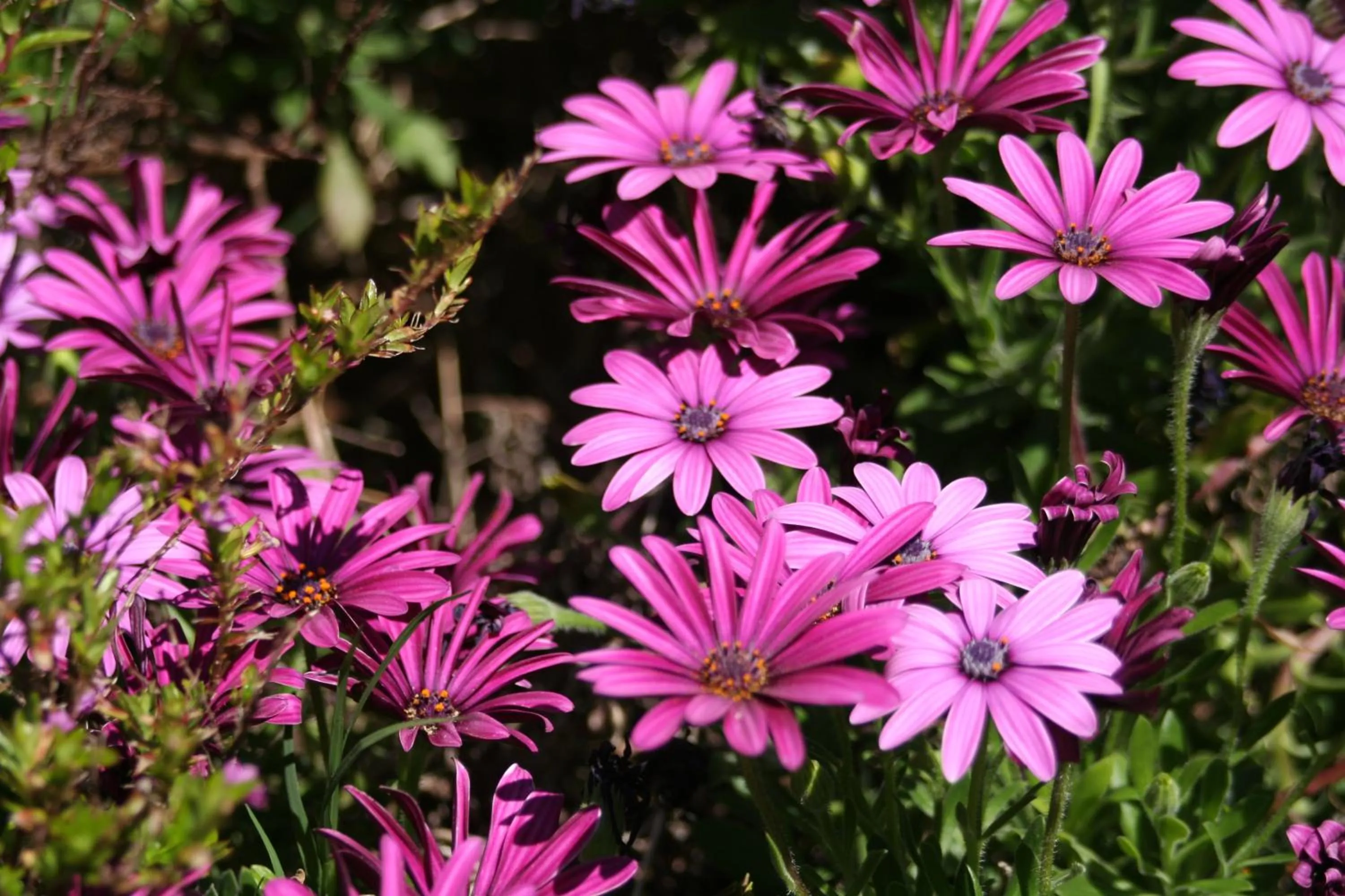 Garden view in Verdemare Sardegna Uno