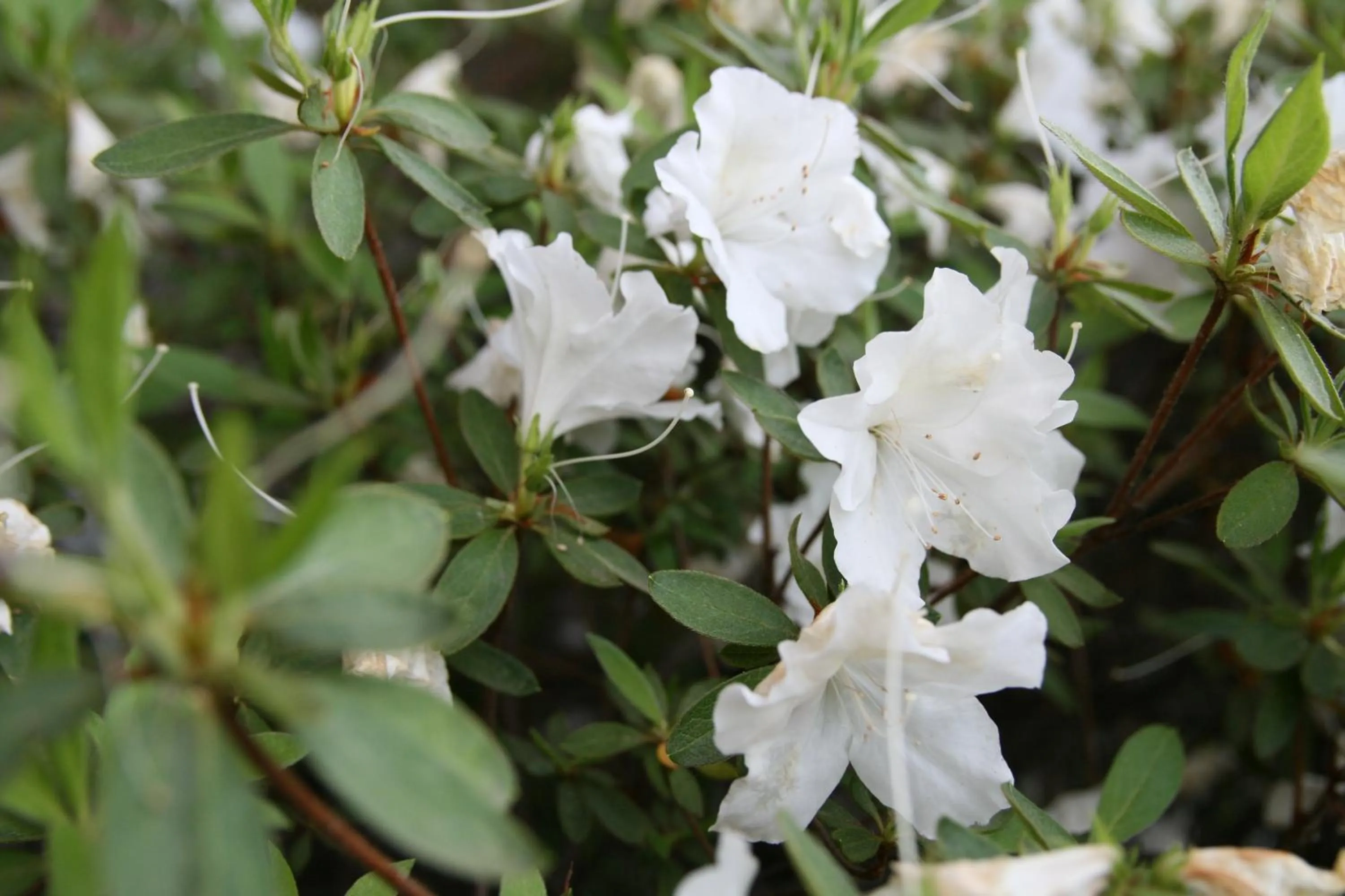 Facade/entrance in Days Inn by Wyndham Rocklin/Sacramento