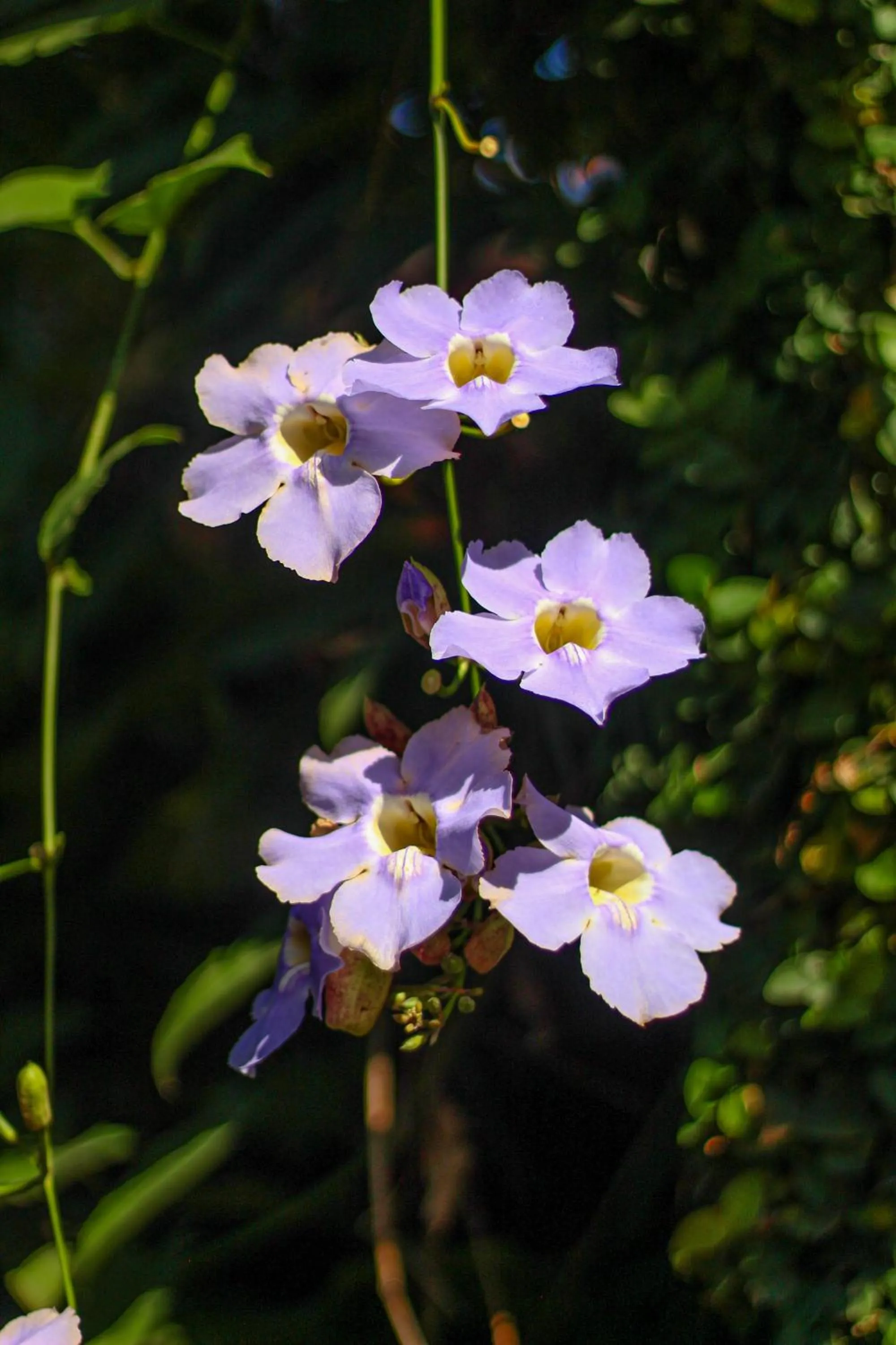Spring in Pousada Tropicana