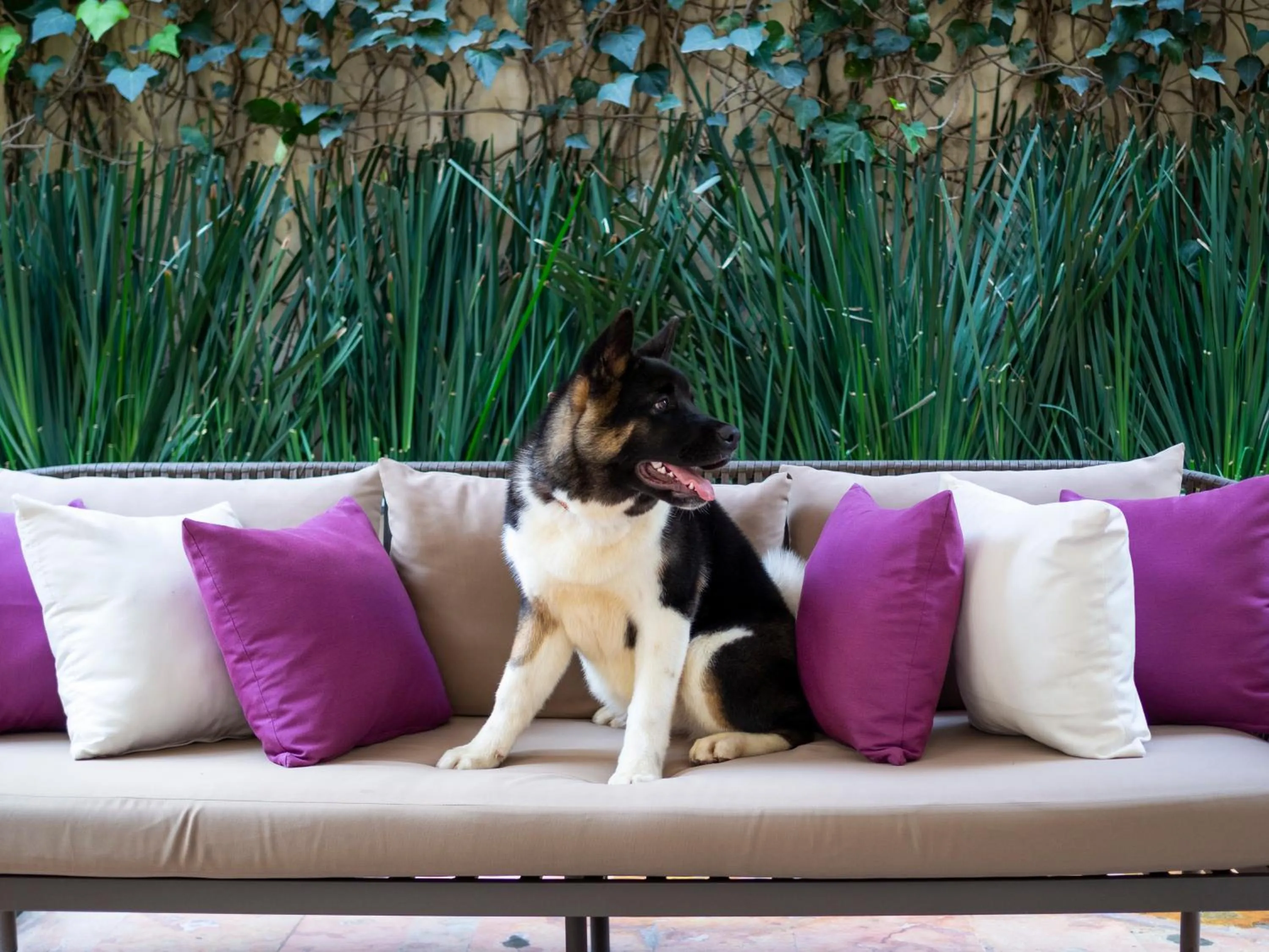 Pets in Dominion Polanco