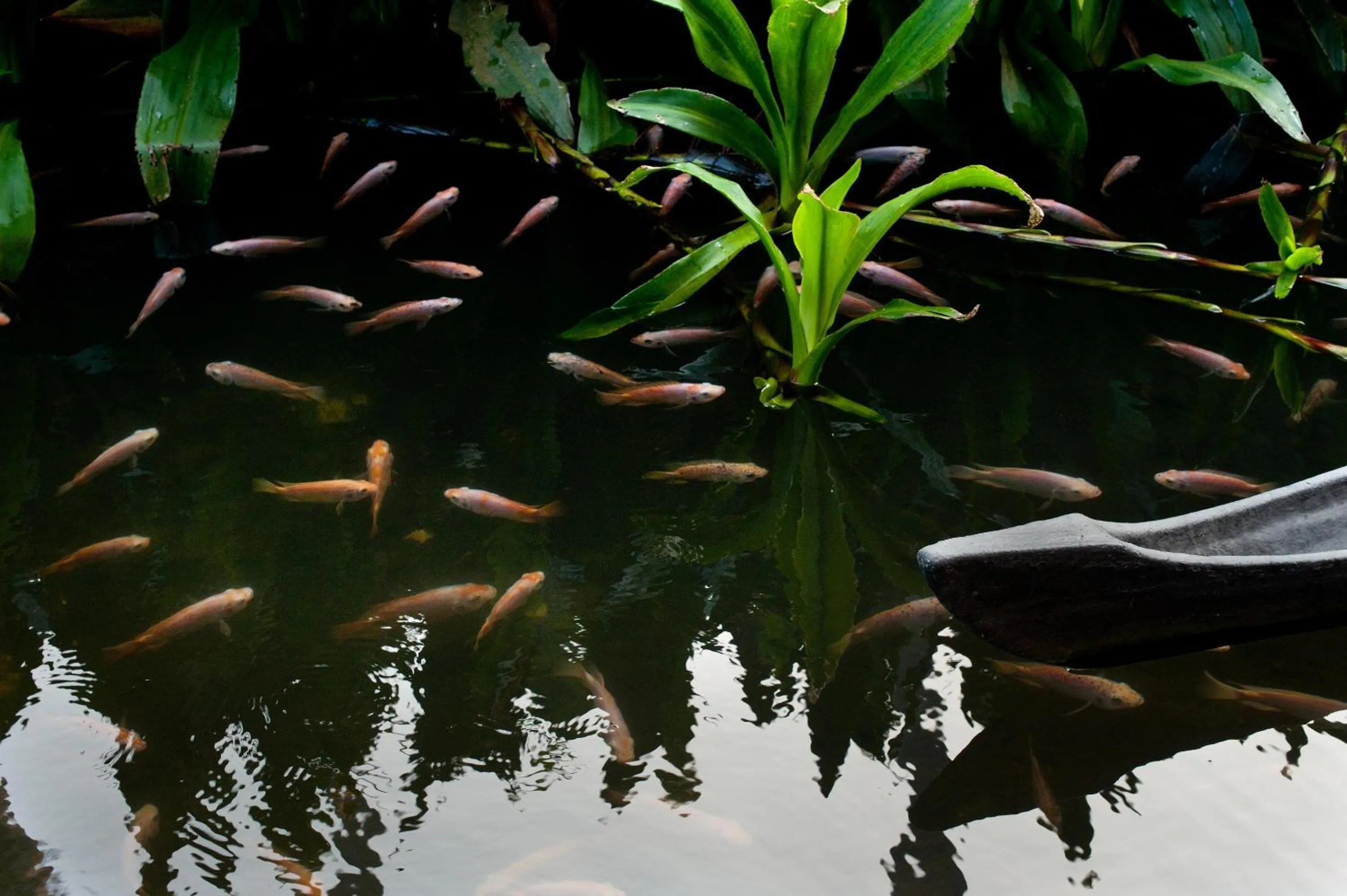 Garden view in Reef Villa