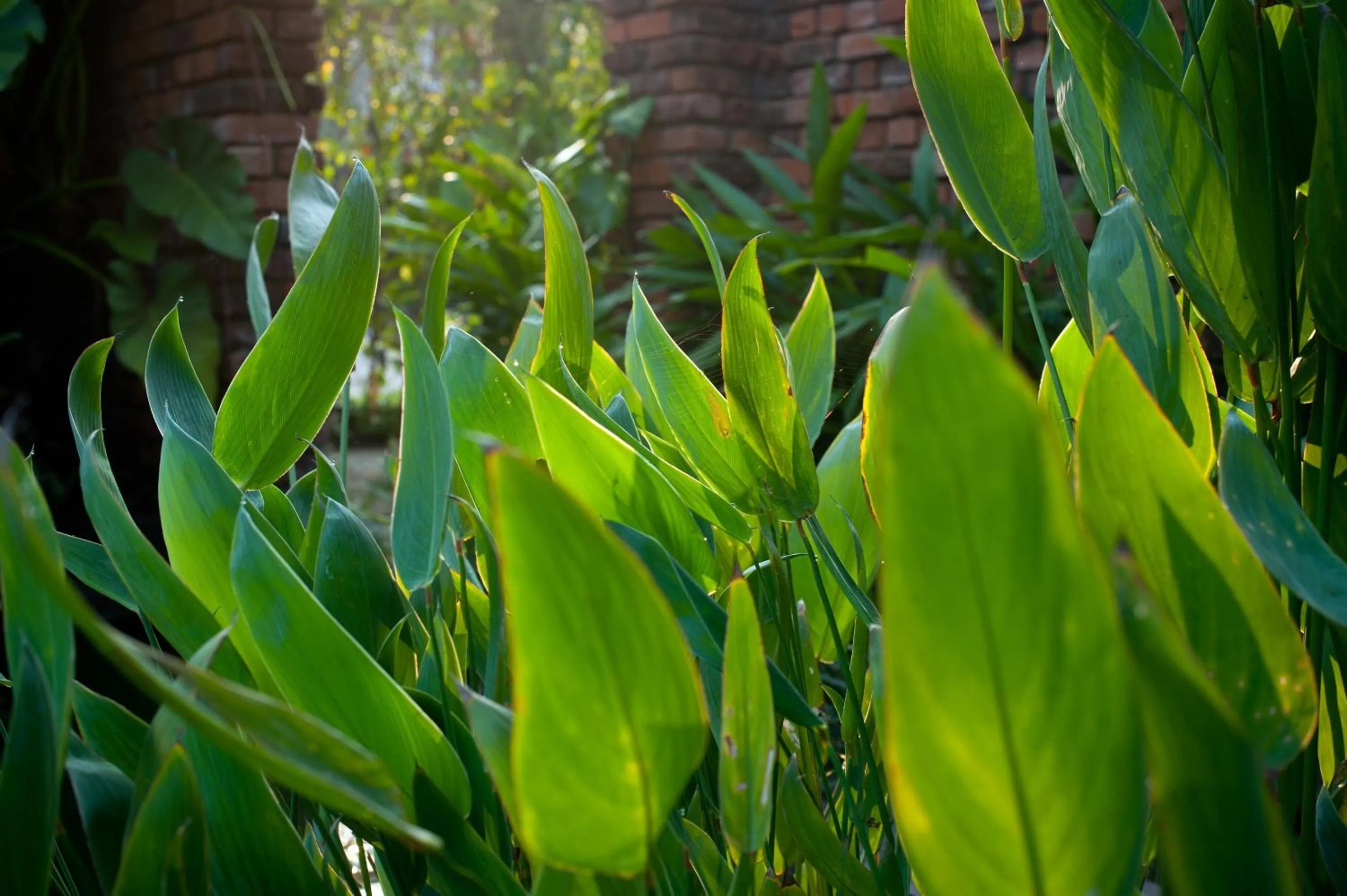 Garden view in Reef Villa
