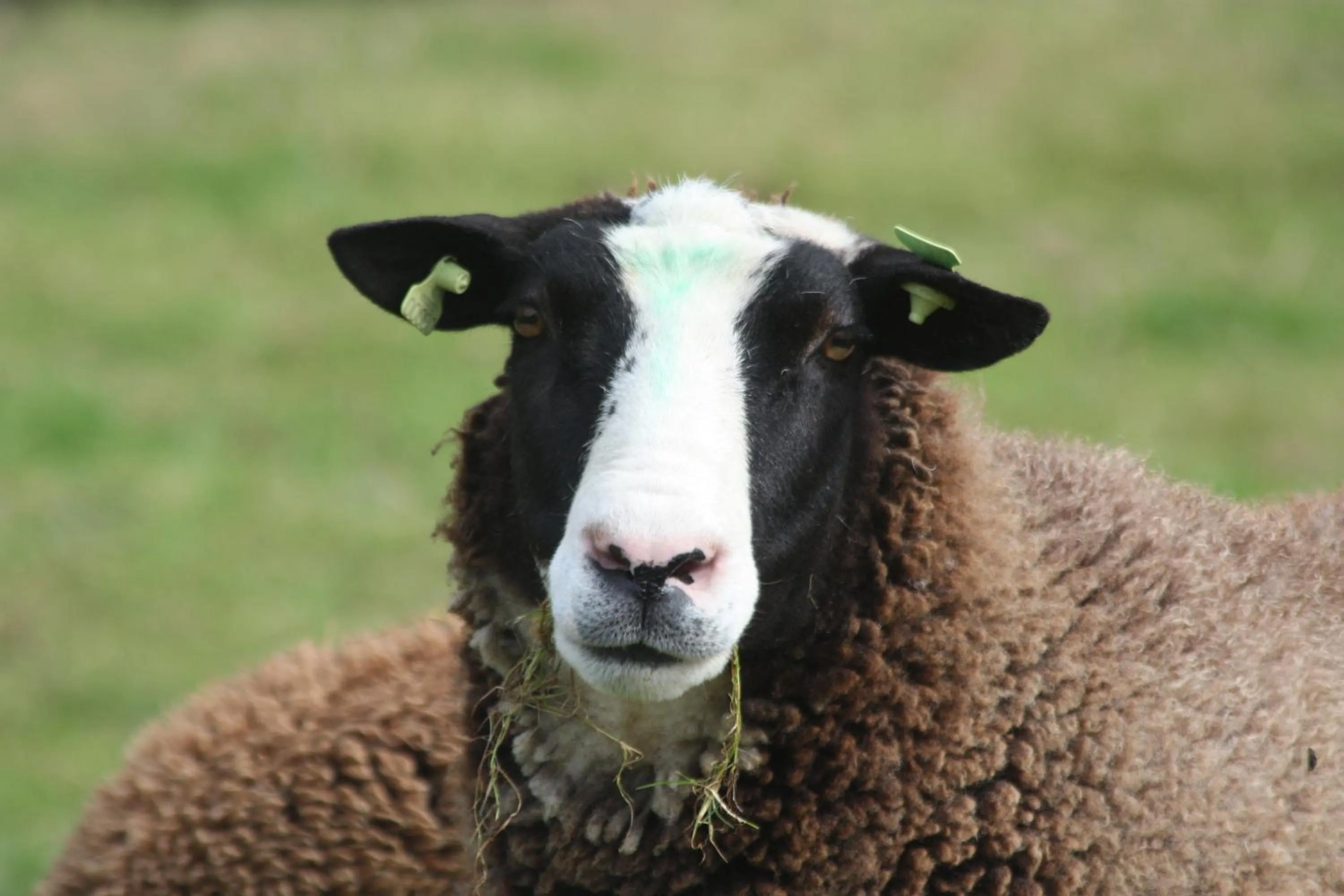 Pets in Logerenbijonsz