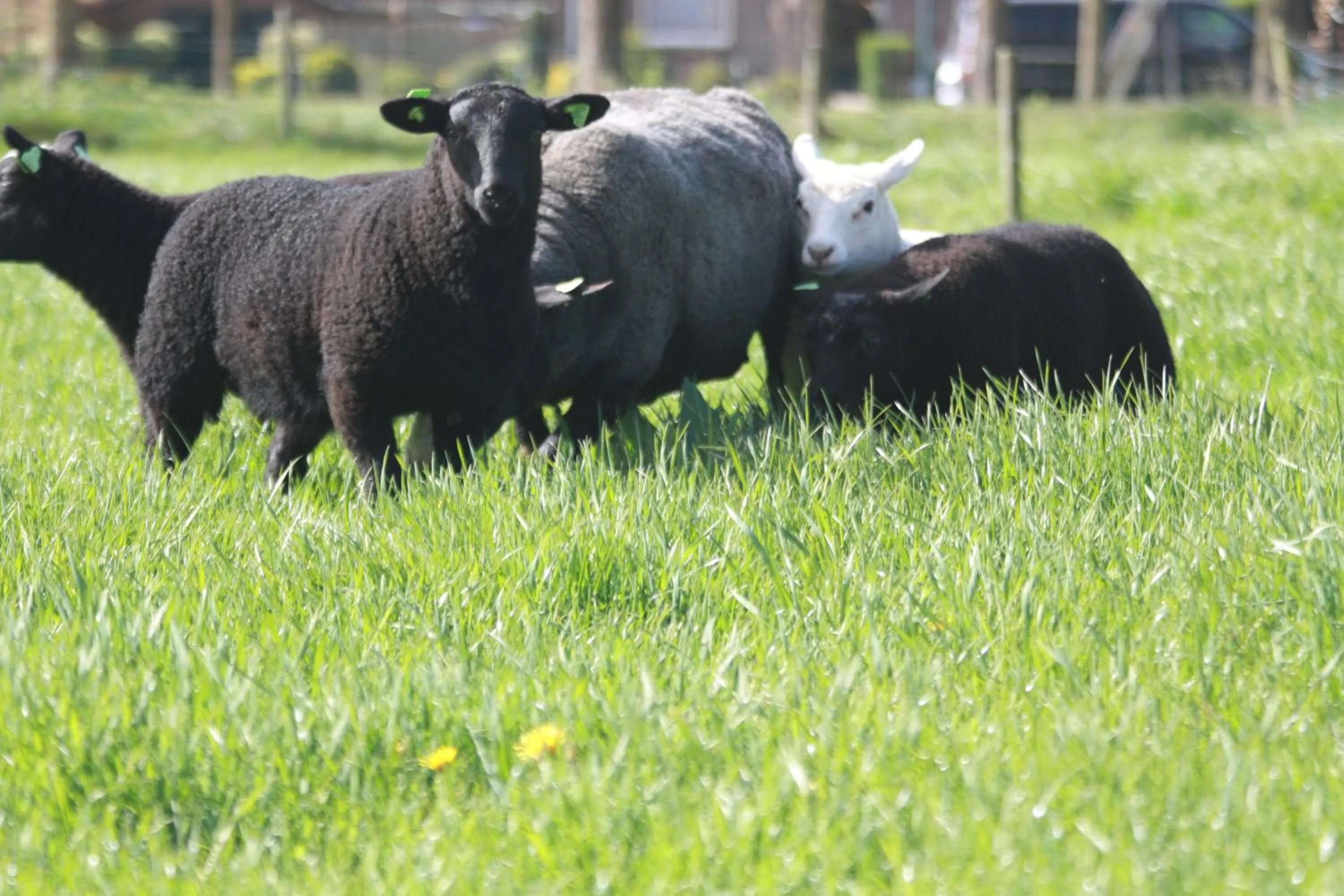Pets in Logerenbijonsz