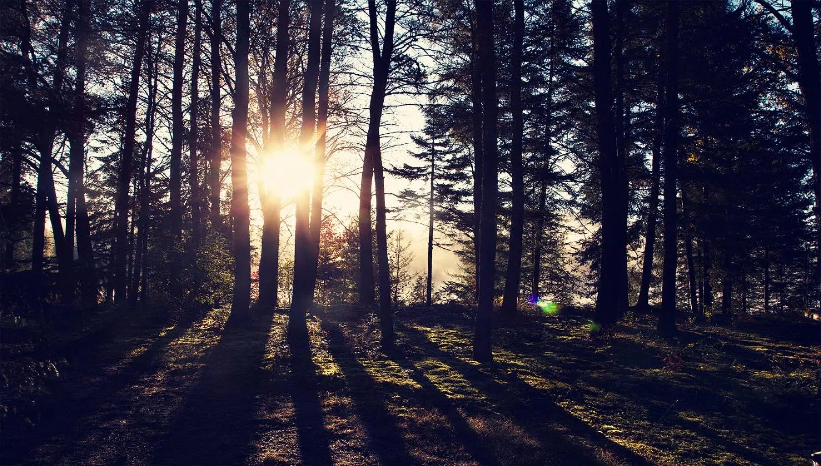 Other in Domaine Summum