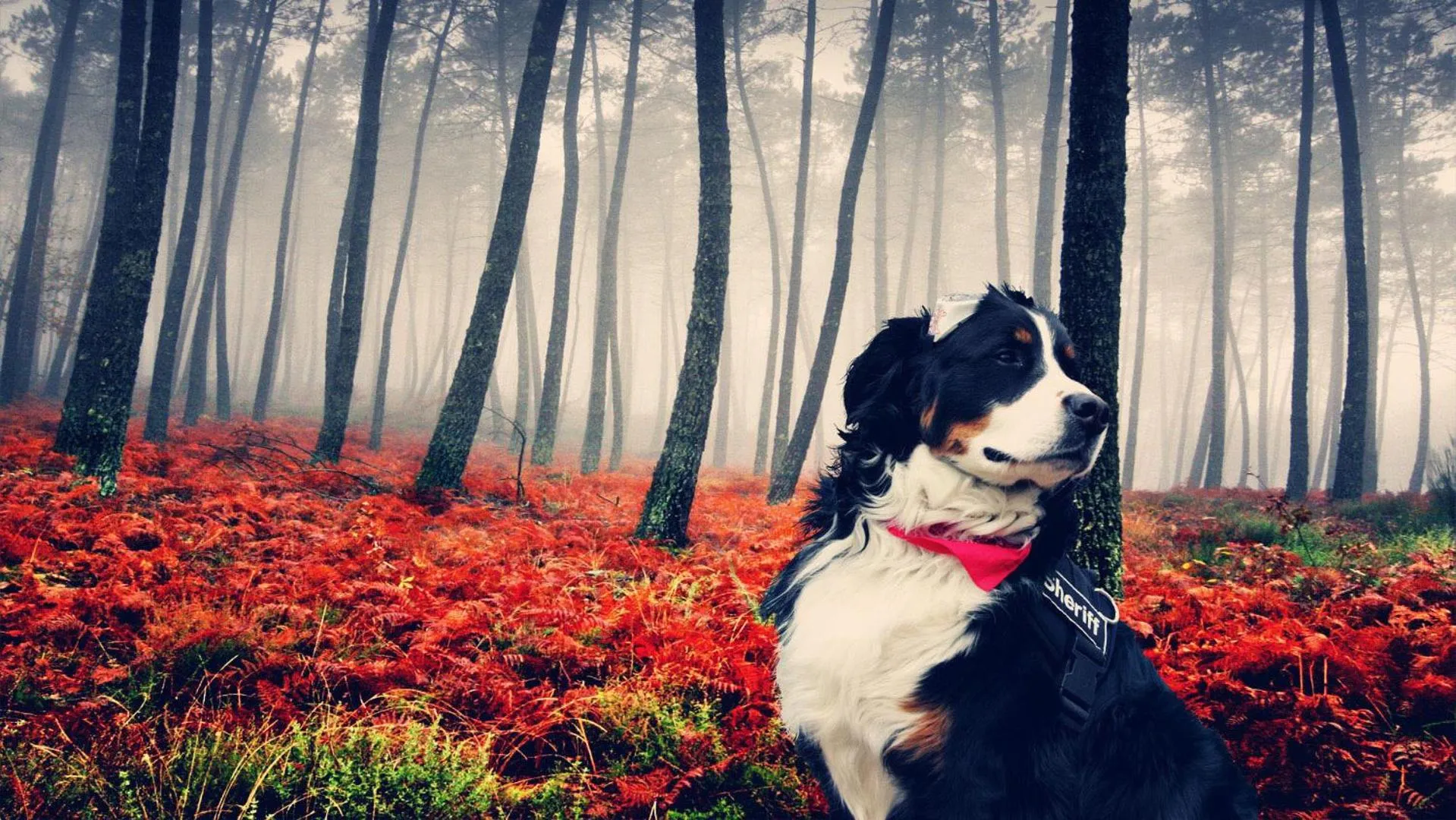 Day in Domaine Summum