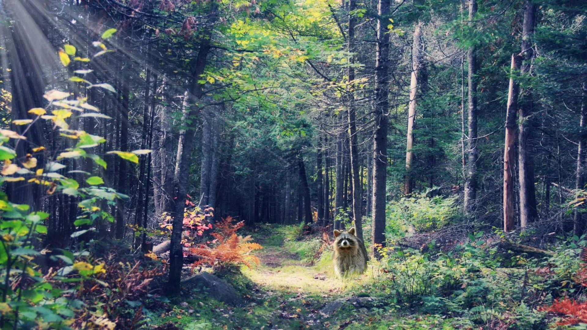 Day in Domaine Summum