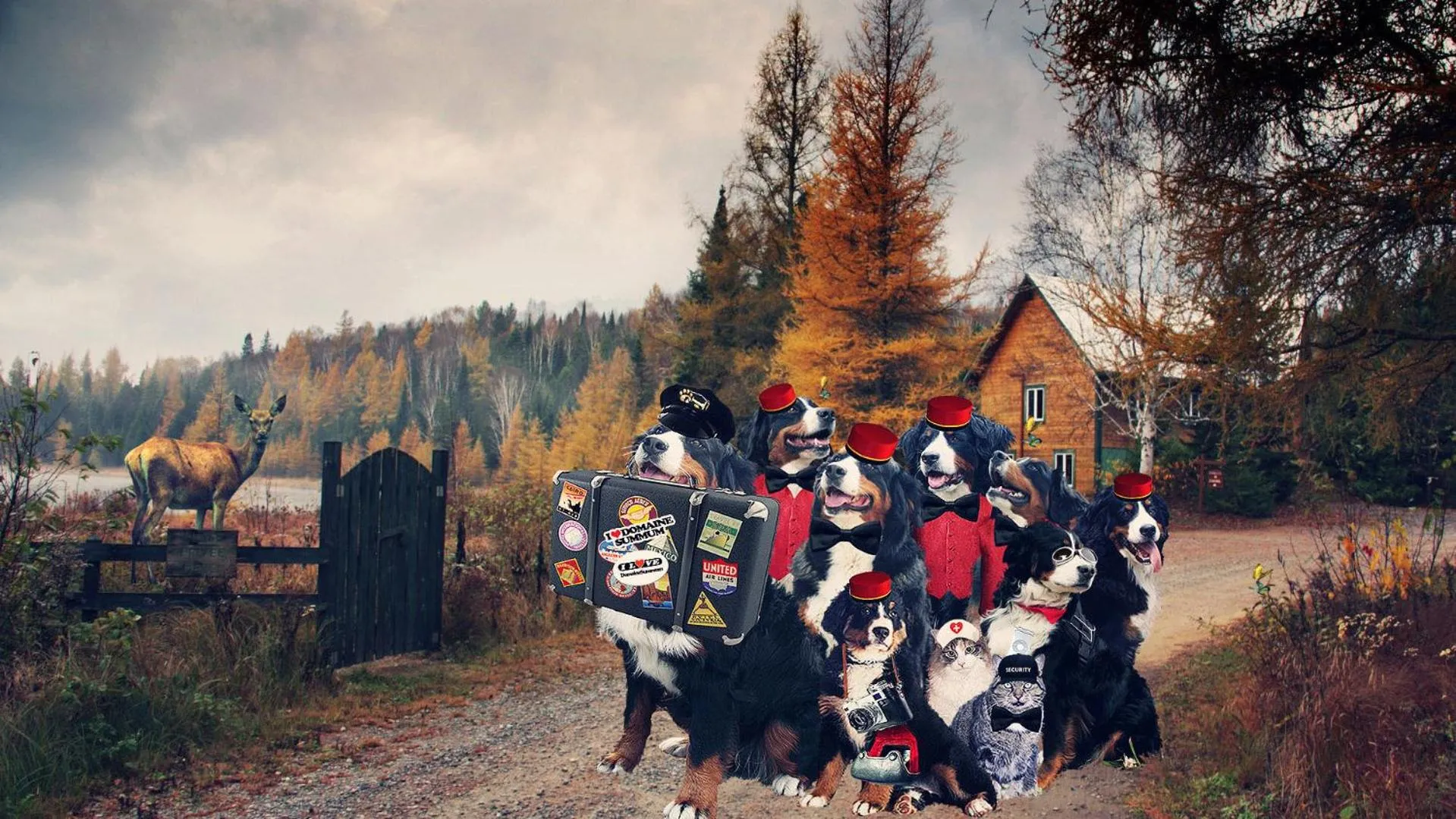 Pets in Domaine Summum