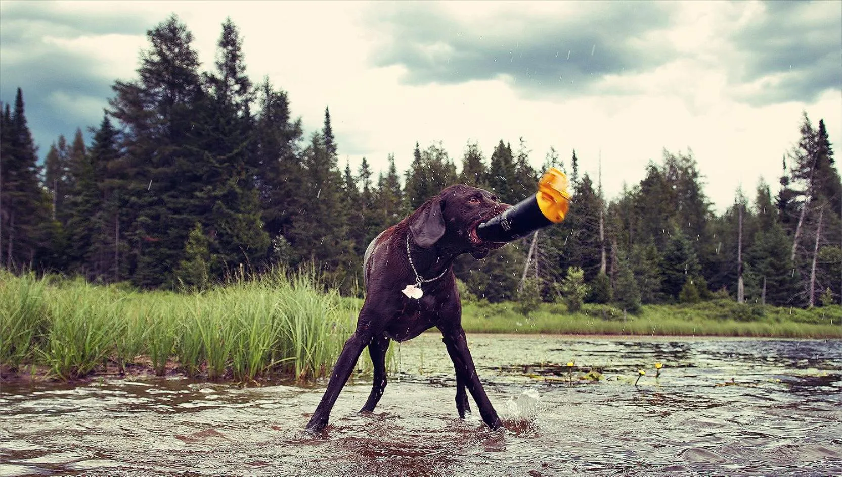 Day in Domaine Summum