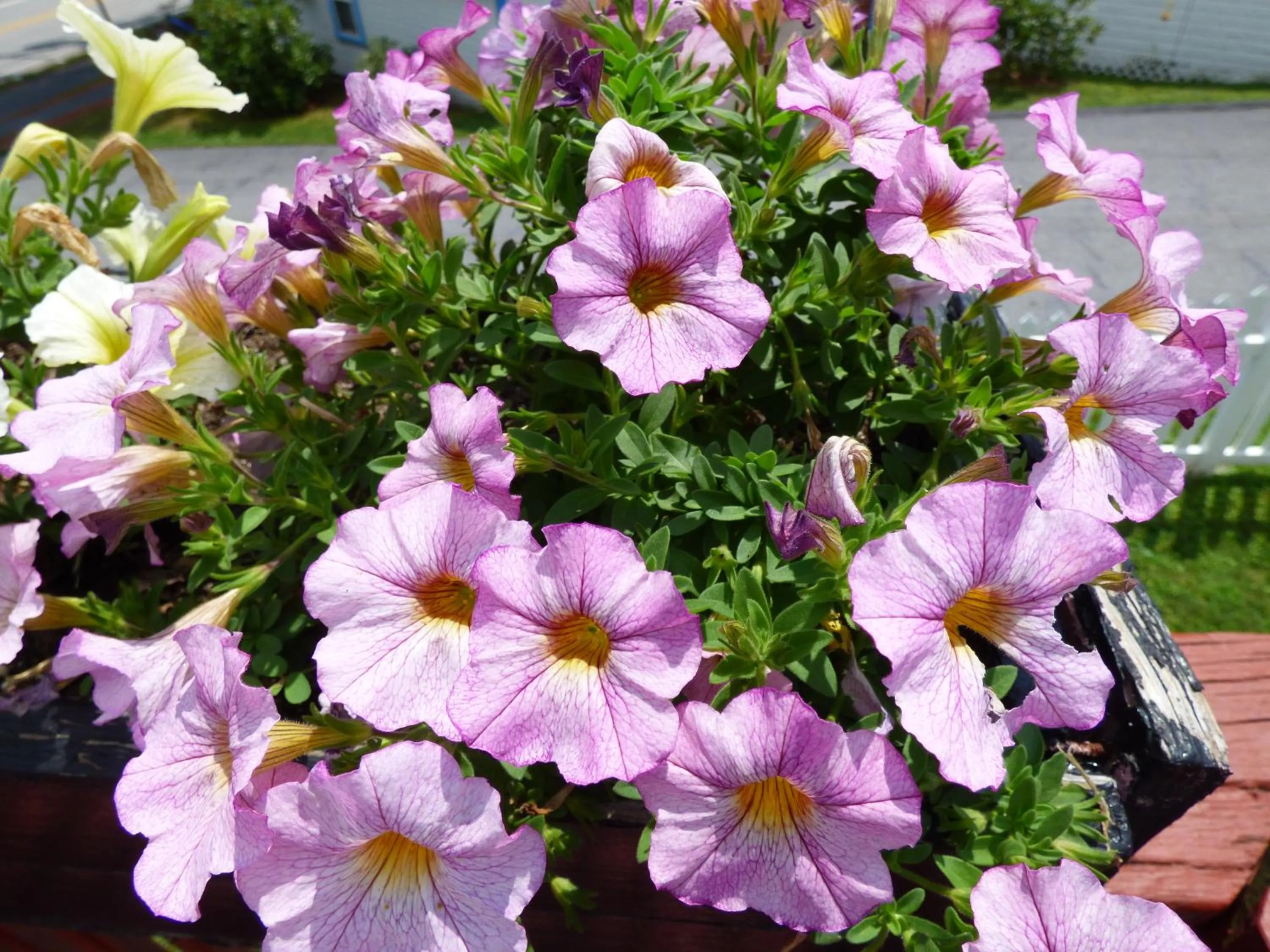 Spring in Weirs Beach Motel & Cottages