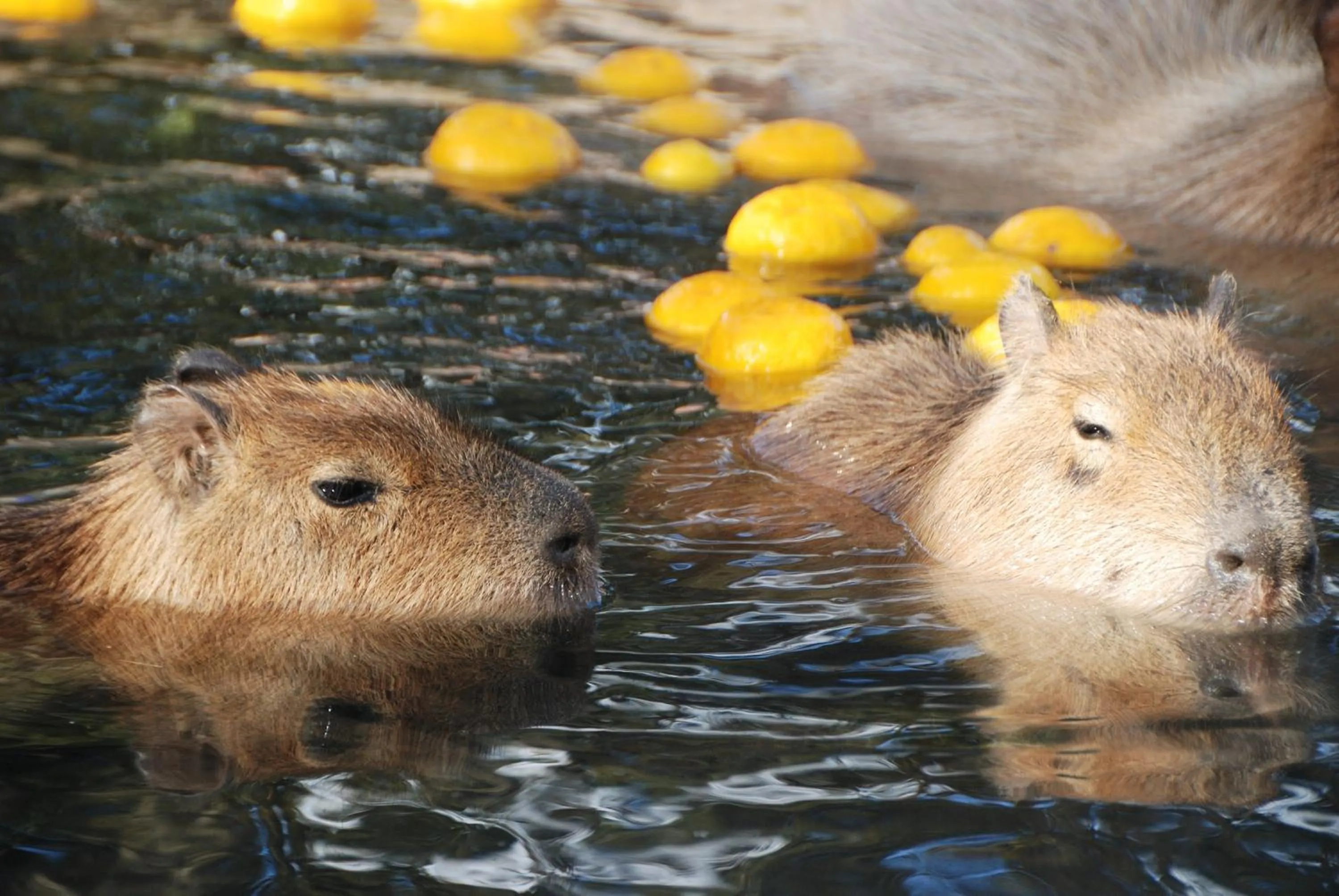Nearby landmark in Hotel Associa Toyohashi
