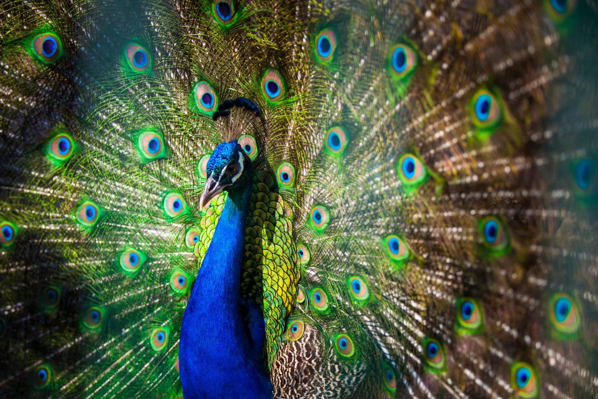 Animals in Club Hotel Turan Prince World - Kids Concept