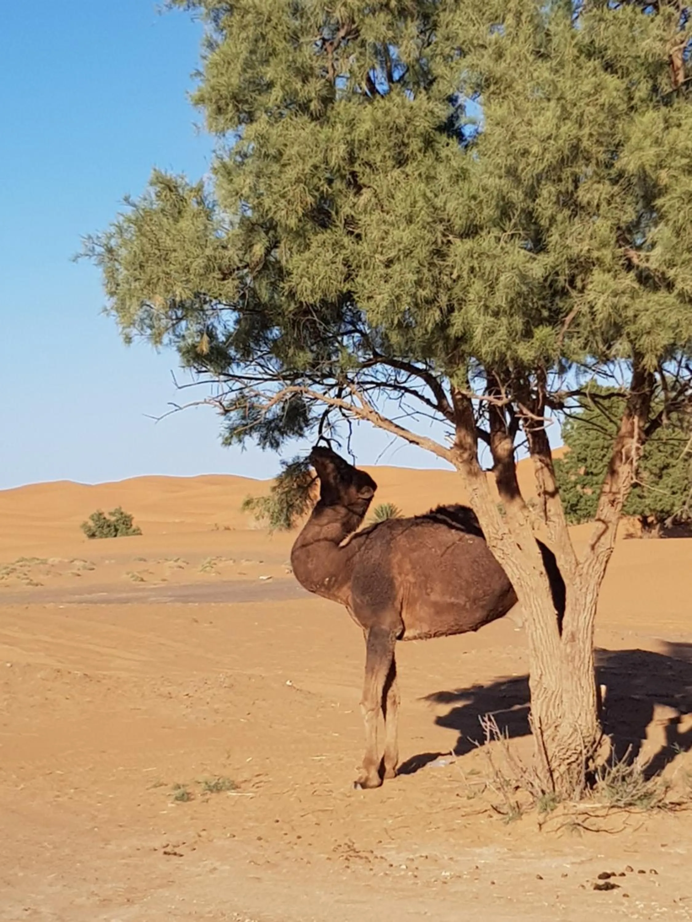 Activities in Kasbah Erg Chebbi