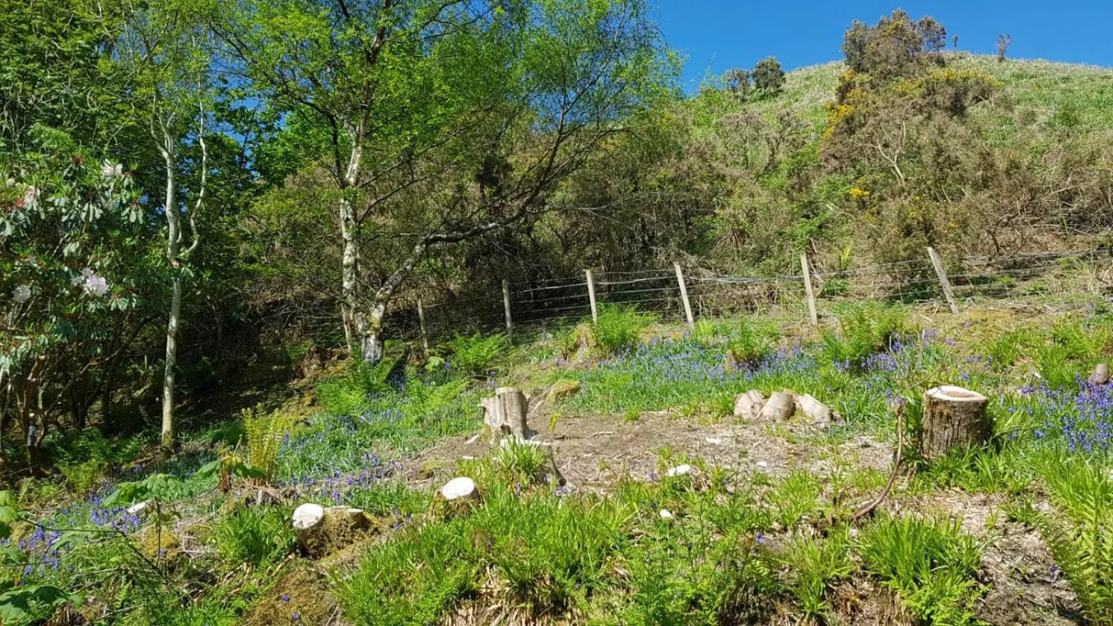 Garden in The Old Cottage
