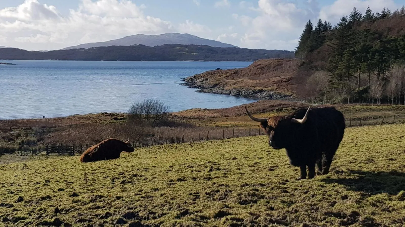 Animals in The Old Cottage