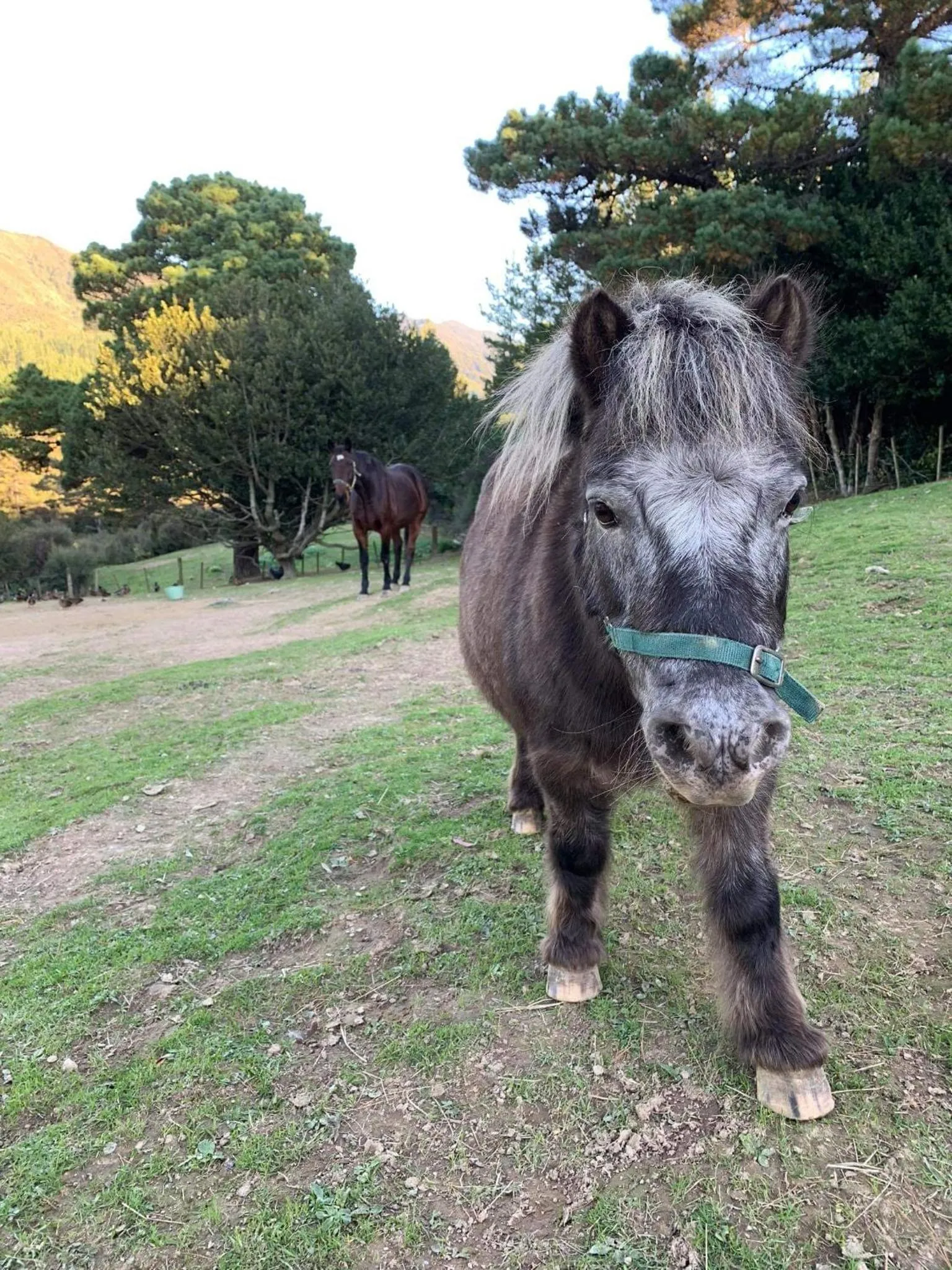 Animals in Incline Cottage