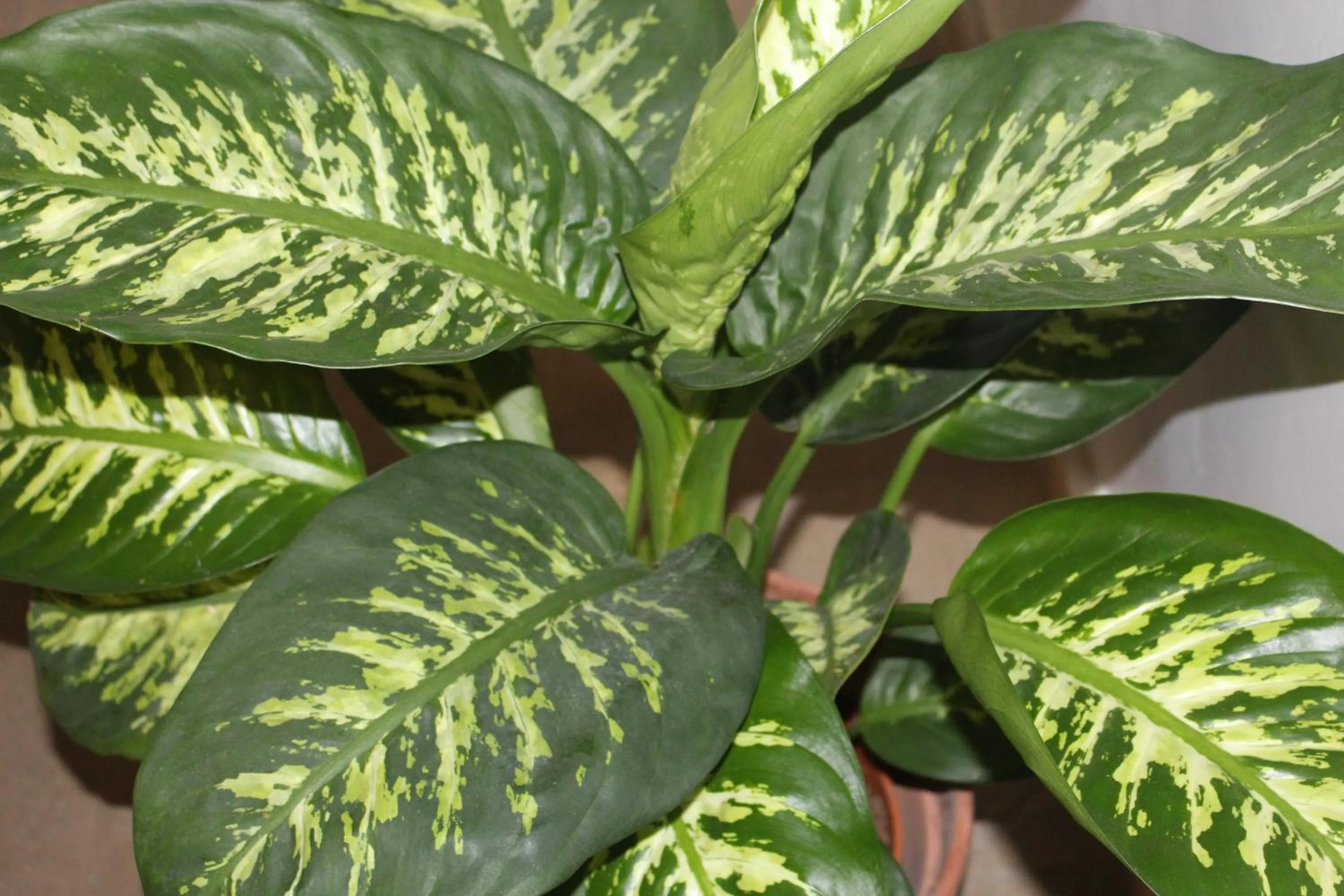 Area and facilities in Hotel Seva