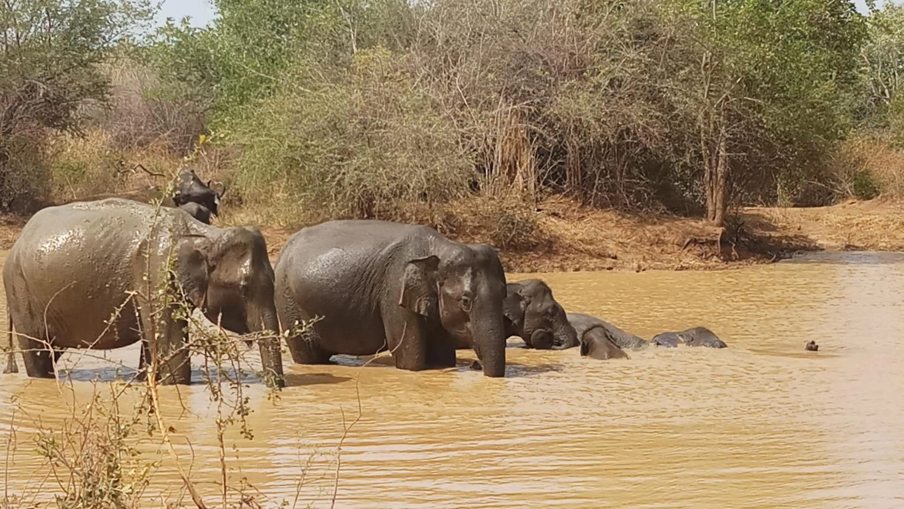 Animals in Cassia Udawalawe