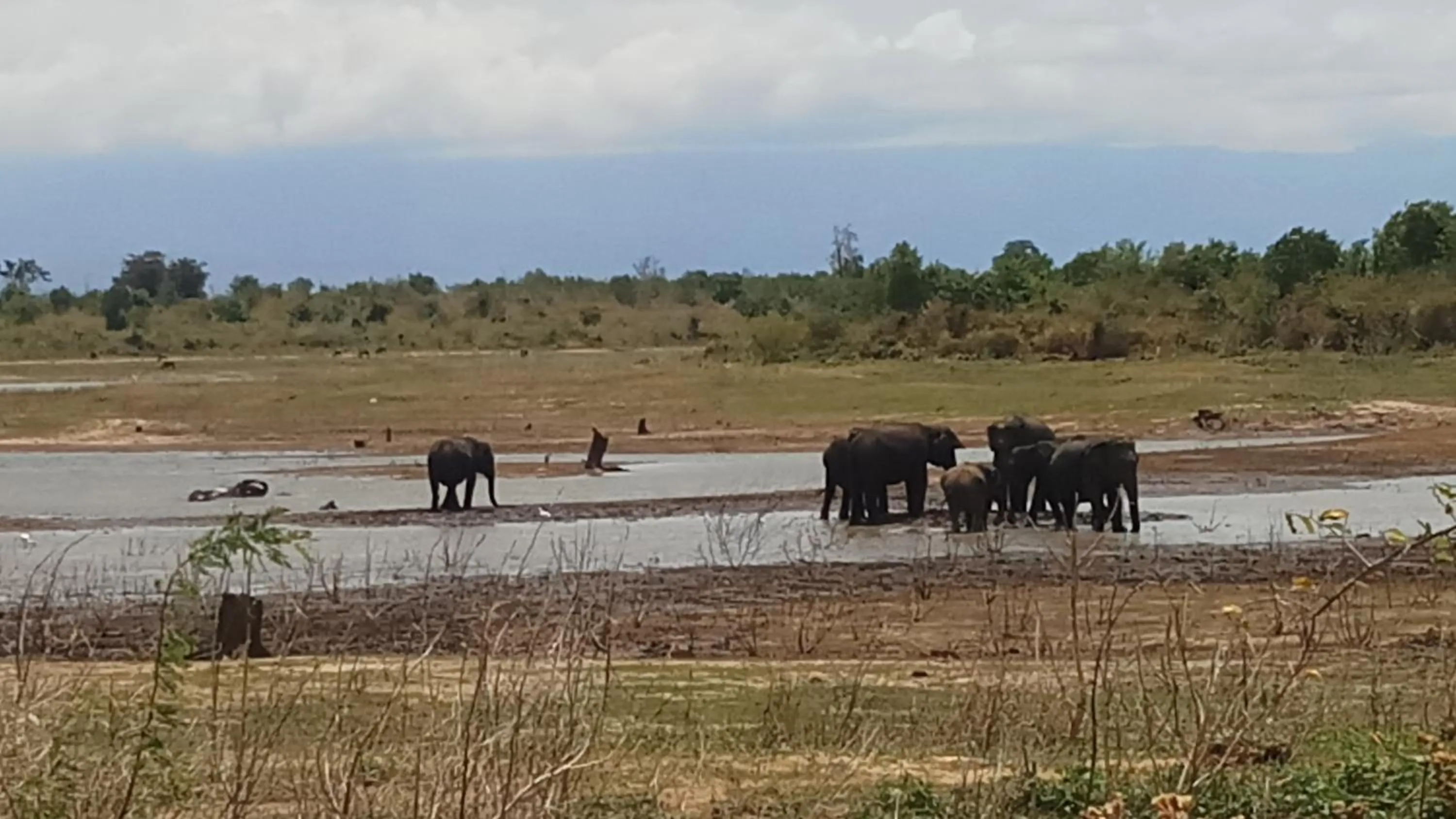 Animals in Cassia Udawalawe
