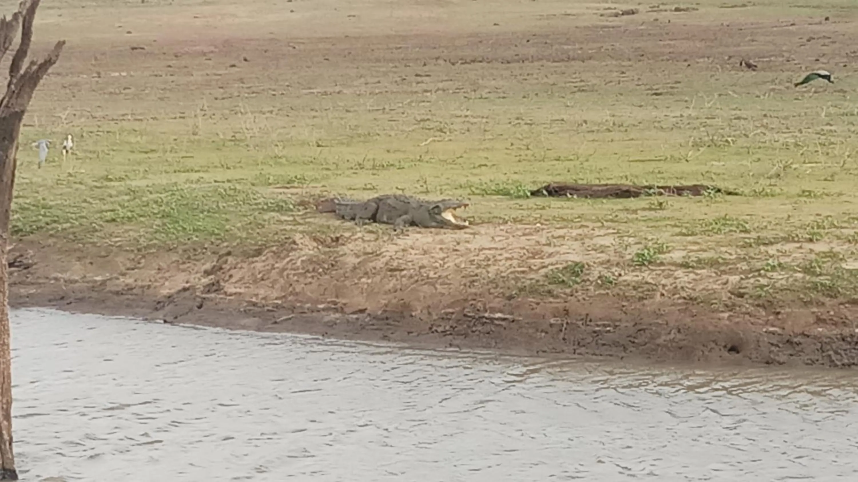 Animals in Cassia Udawalawe
