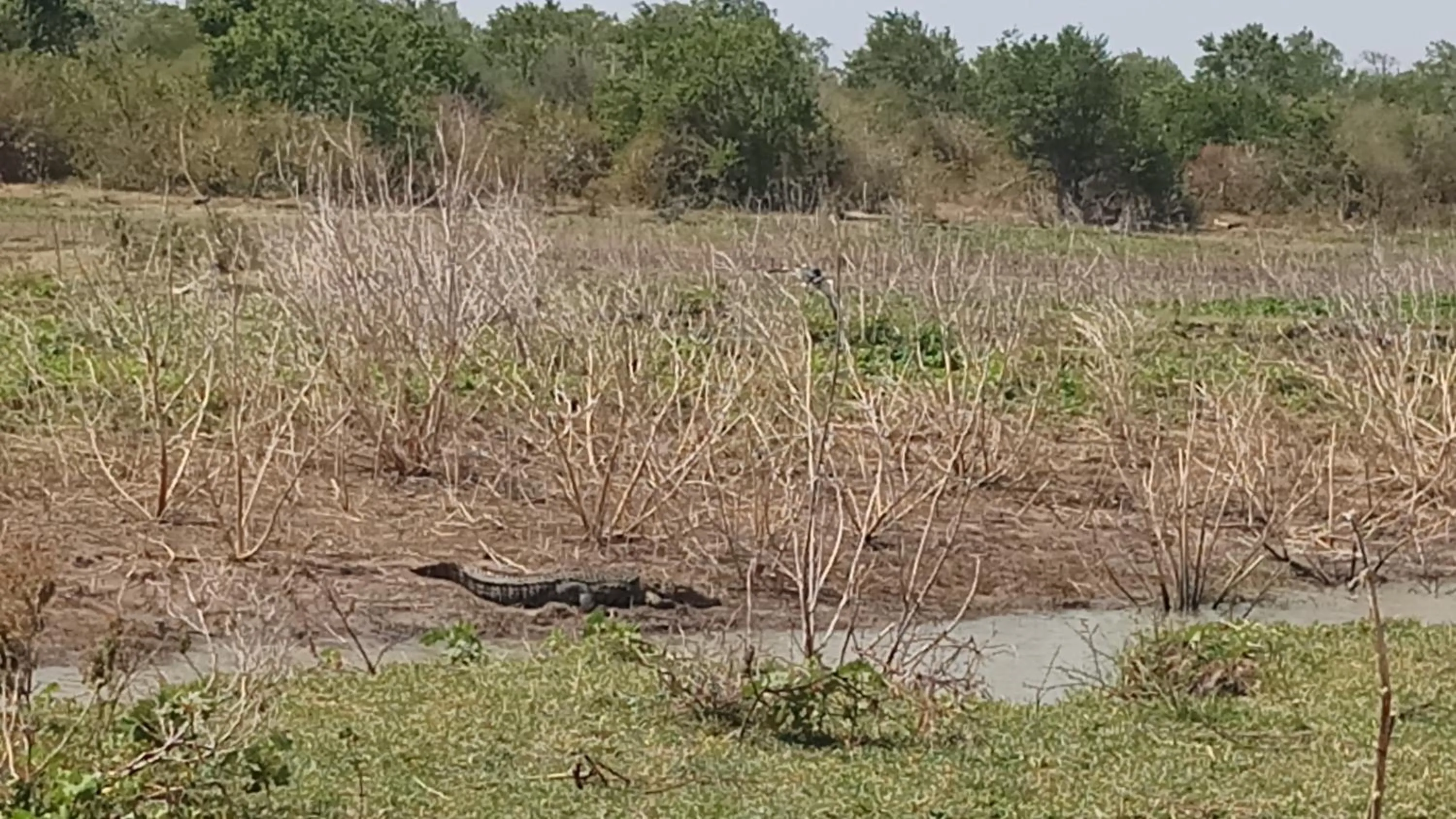 Animals in Cassia Udawalawe