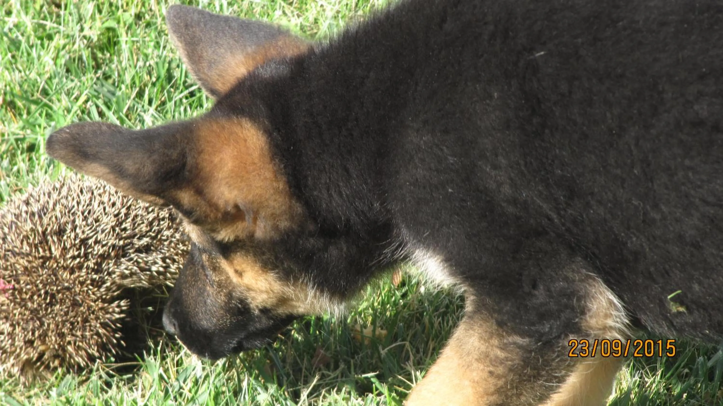 Pets in B&B Macchia d'Olmo