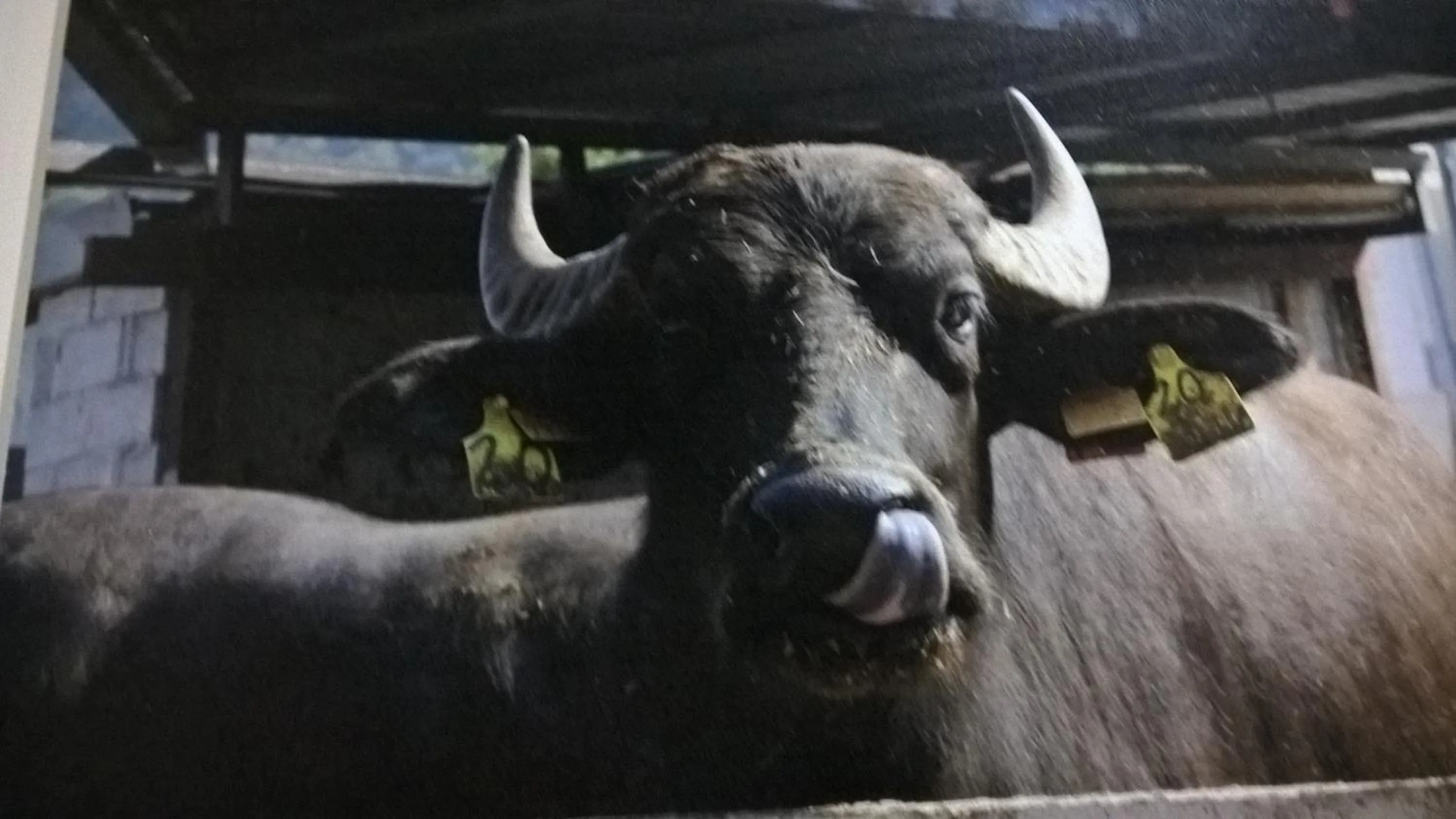 Animals in B&B Macchia d'Olmo