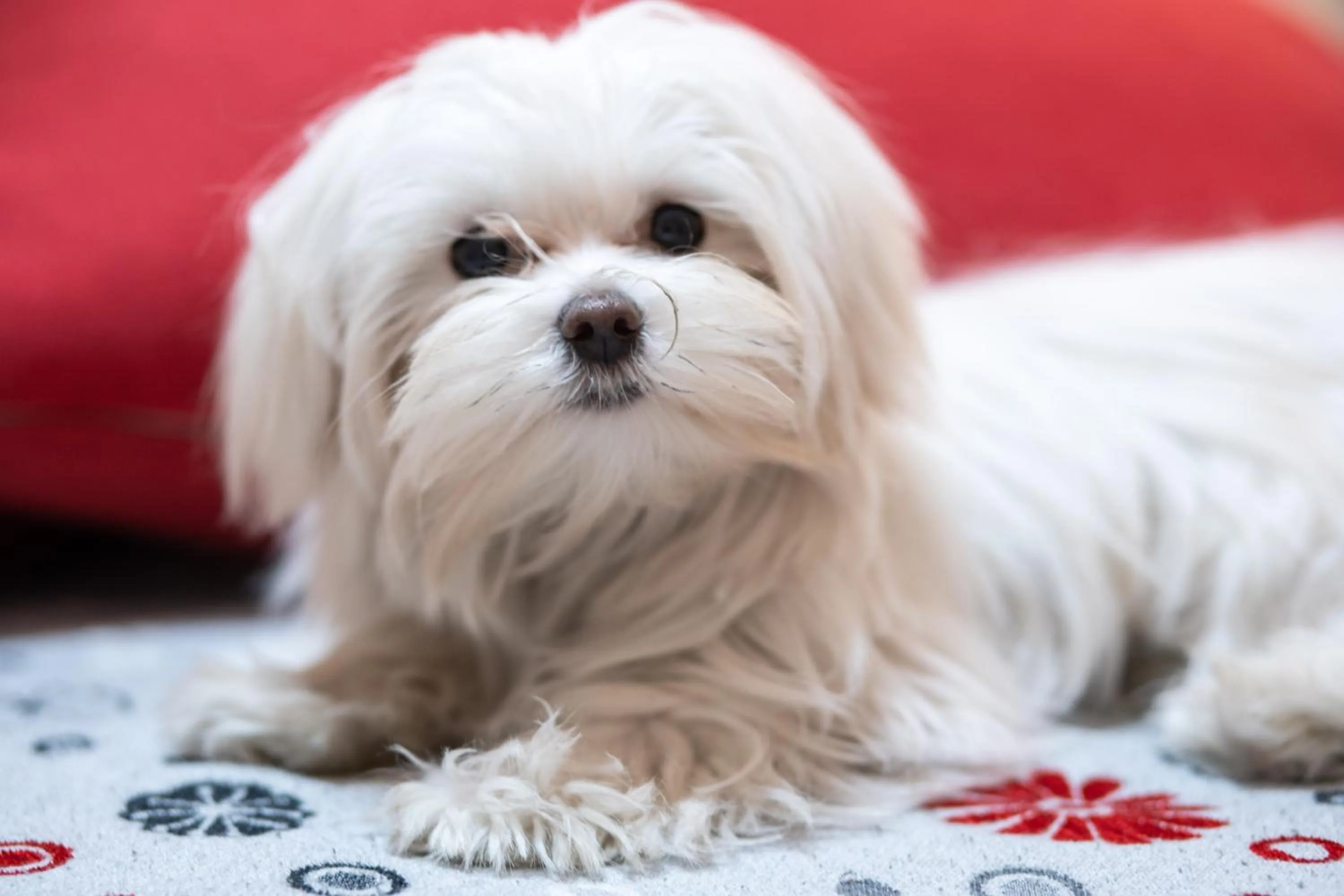 Pets in Santamaggiore