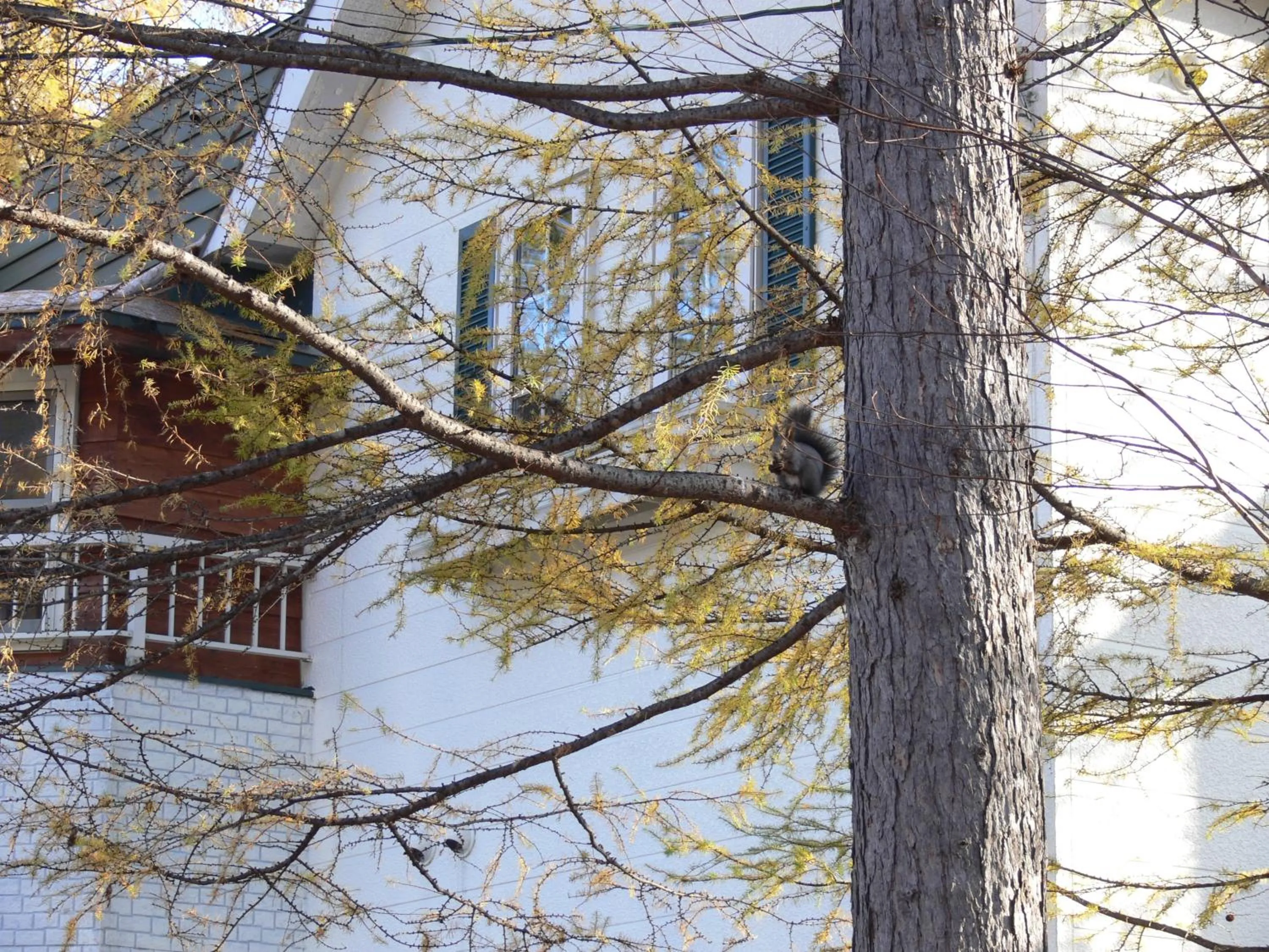 Day in Pension Locomotion