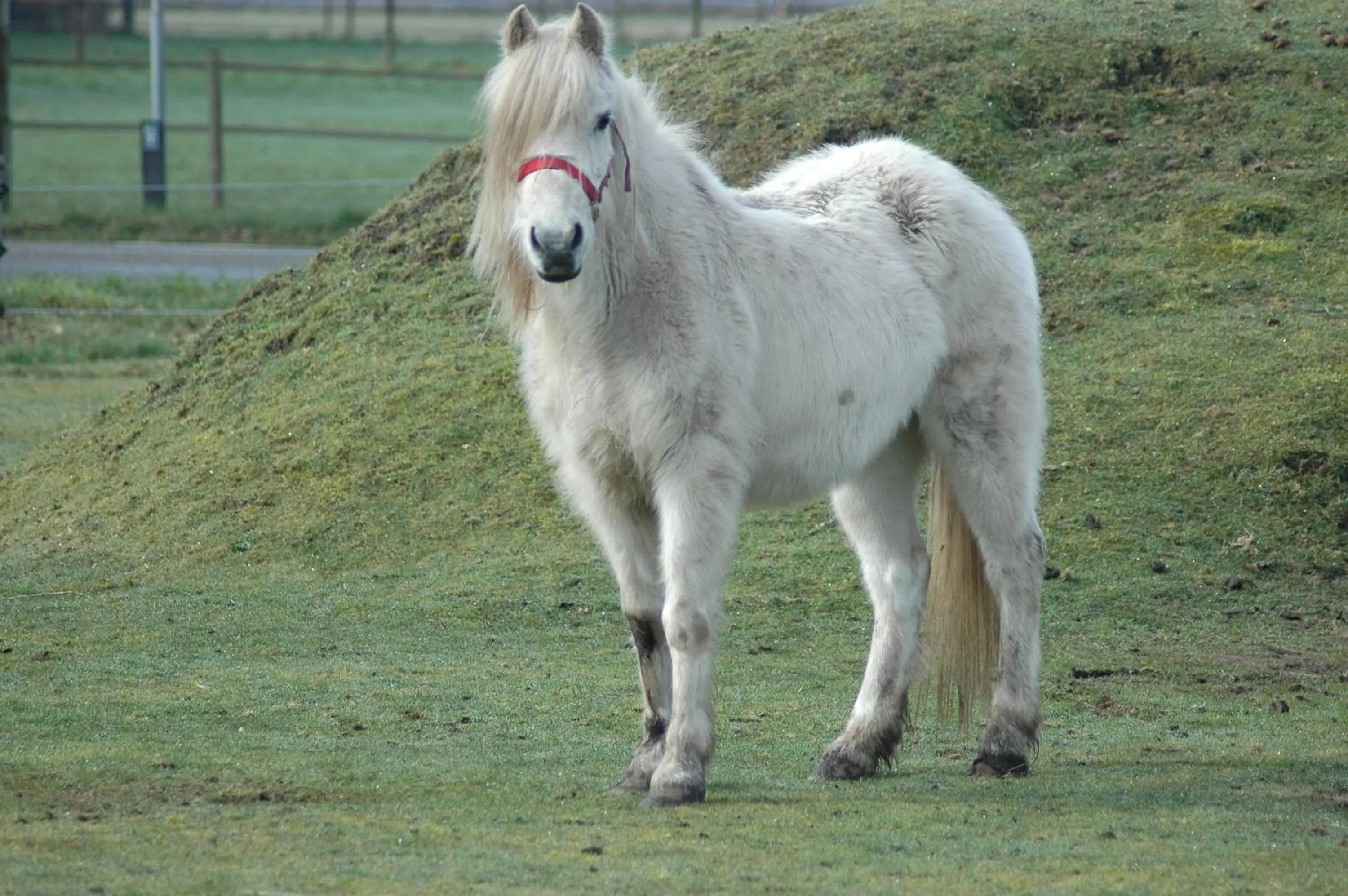 Animals in Roing B&B