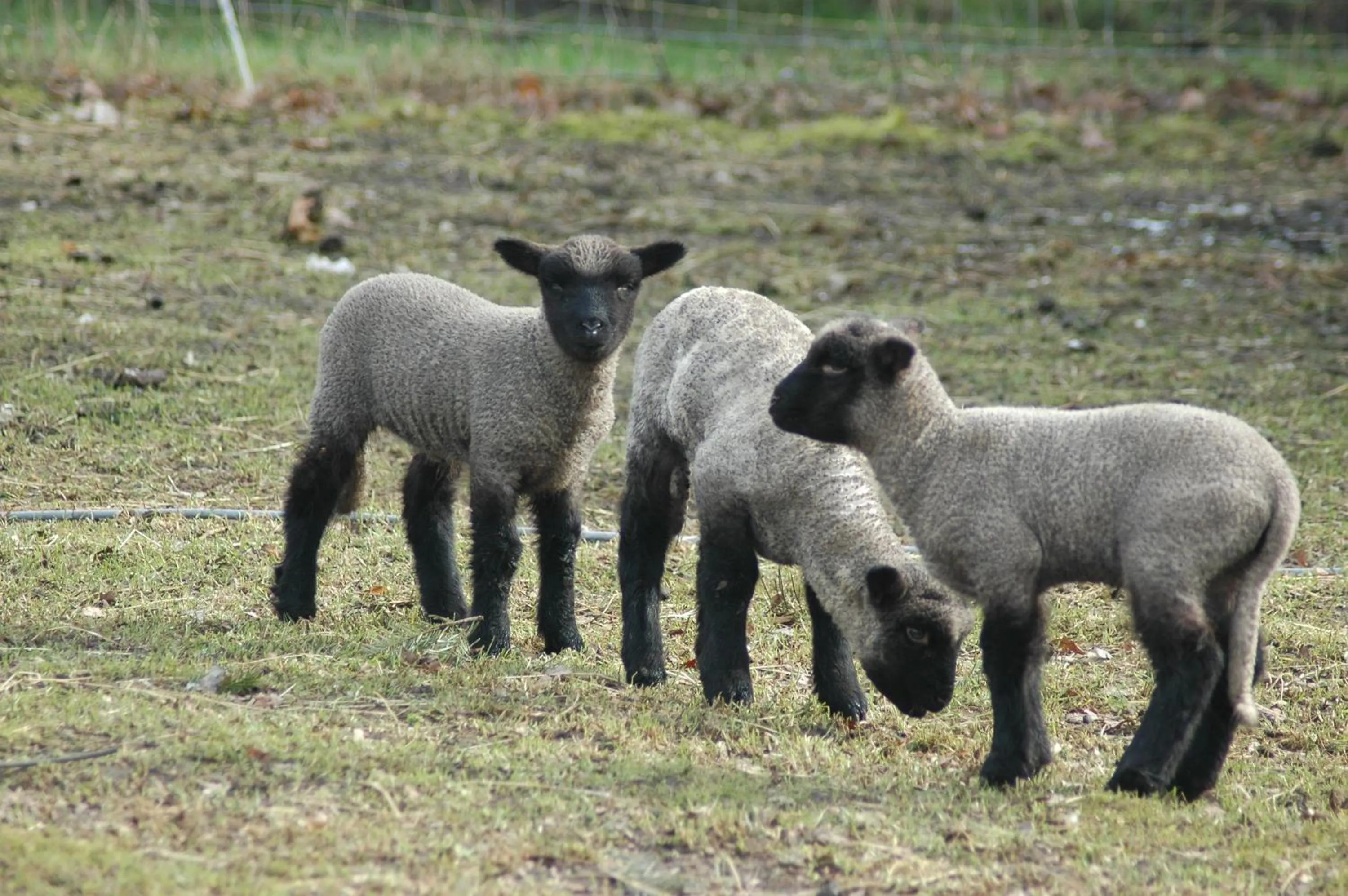 Animals in Roing B&B