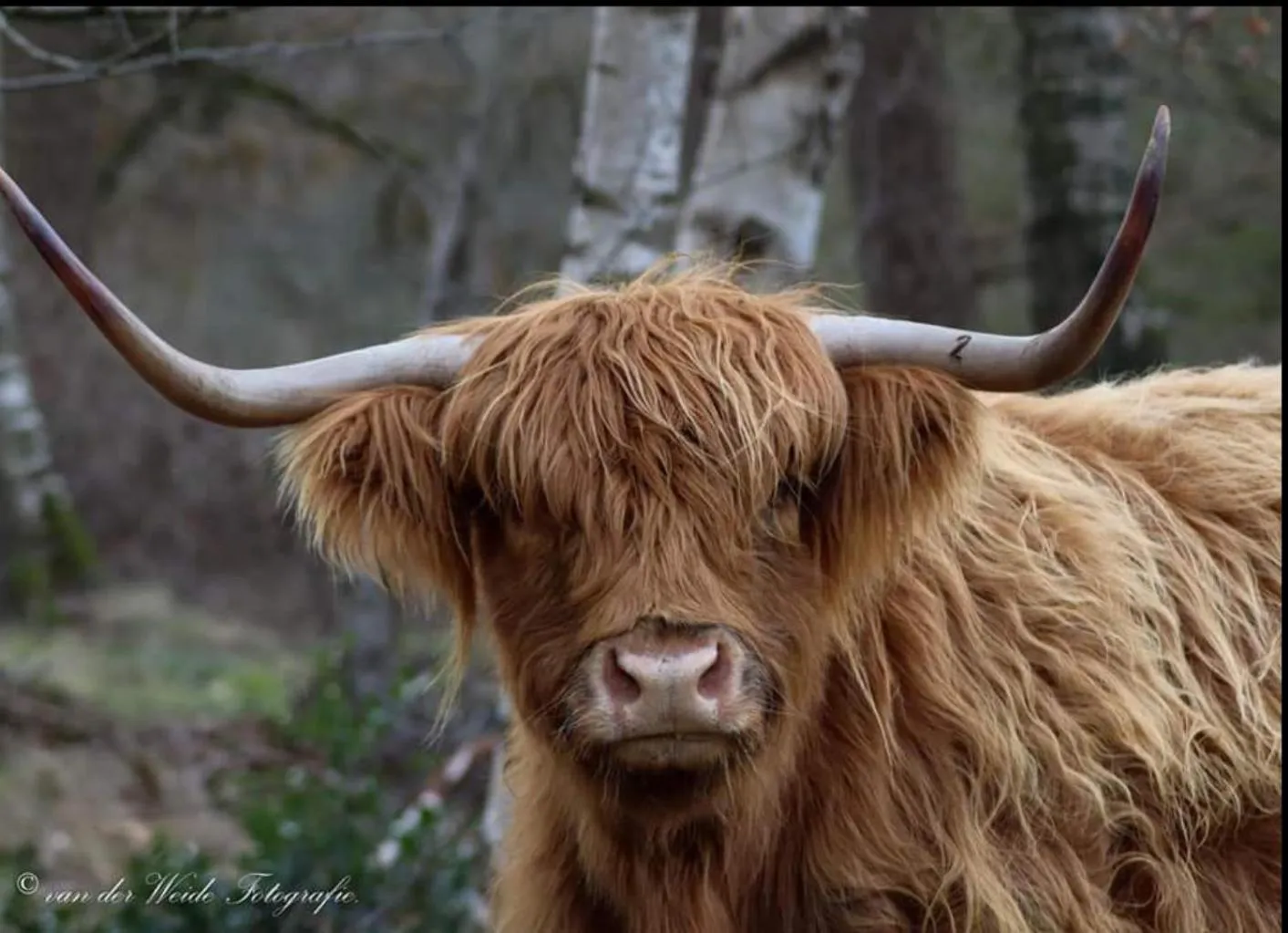 Animals in Roing B&B